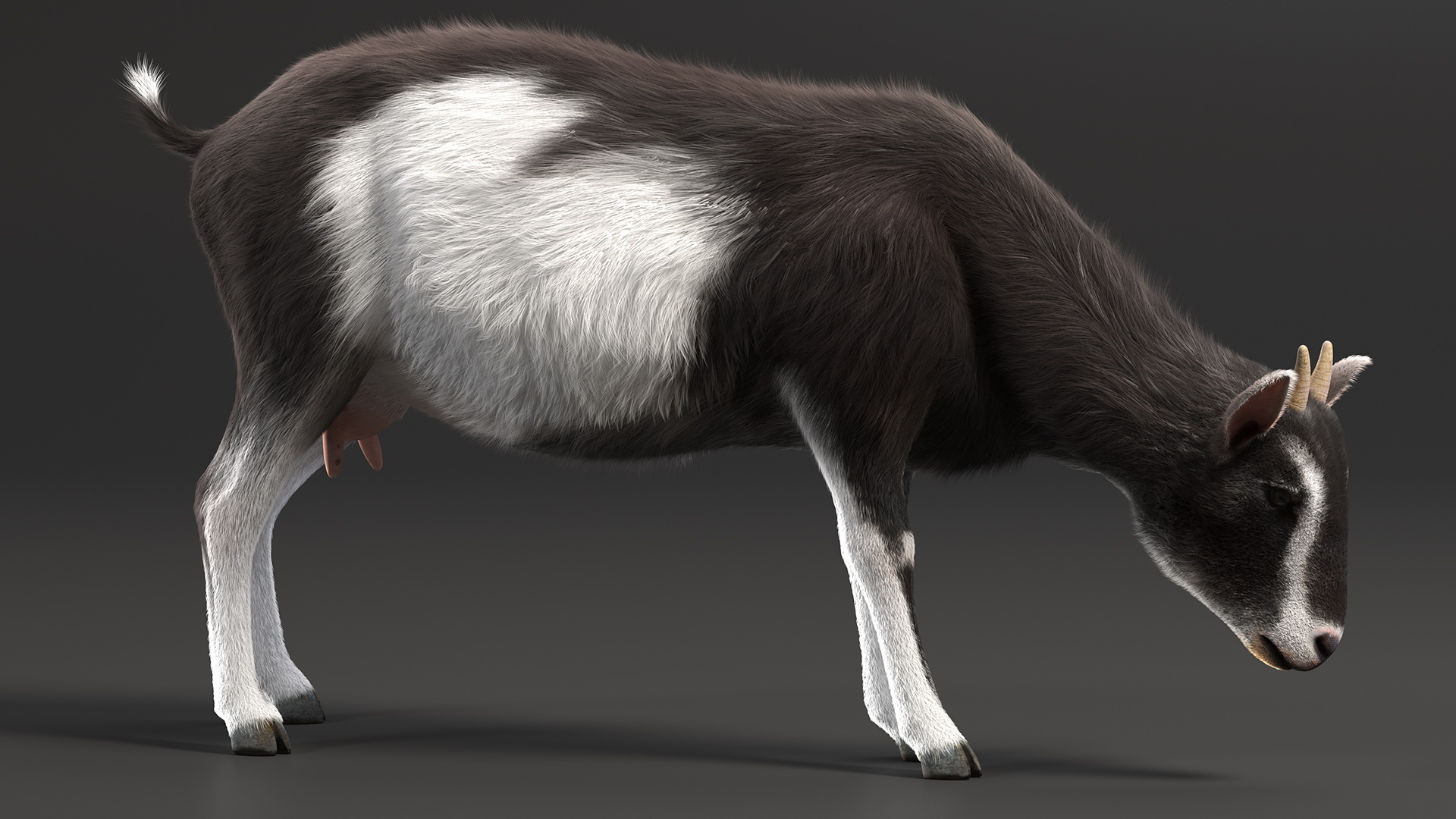 3D Grazing Goat Black-White Fur model