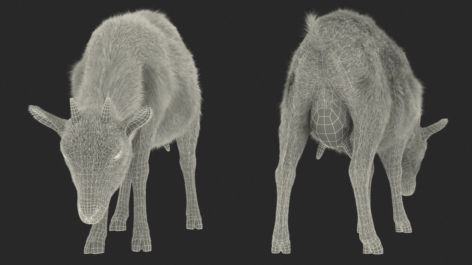 3D Grazing Goat Black-White Fur model