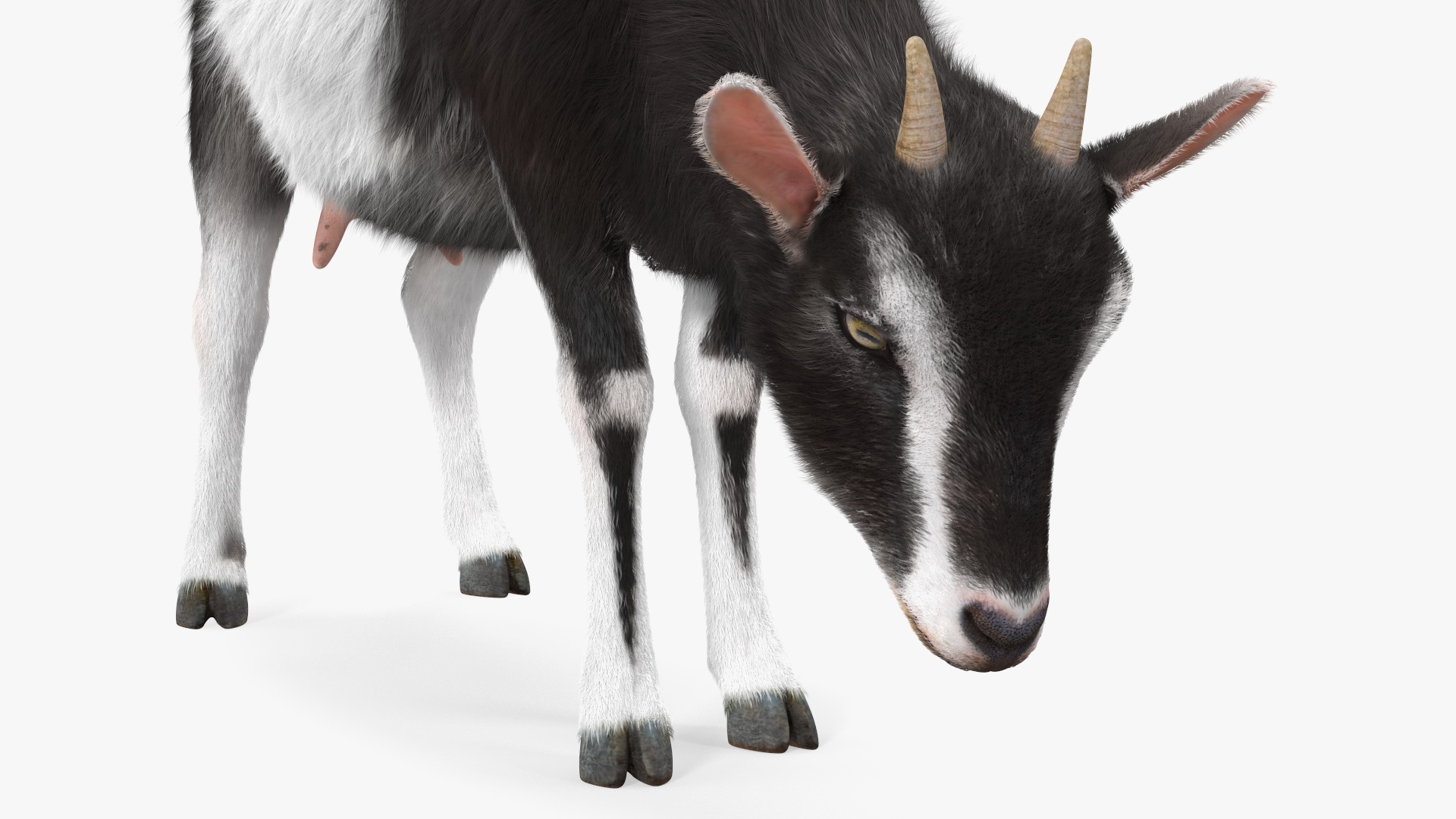 3D Grazing Goat Black-White Fur model