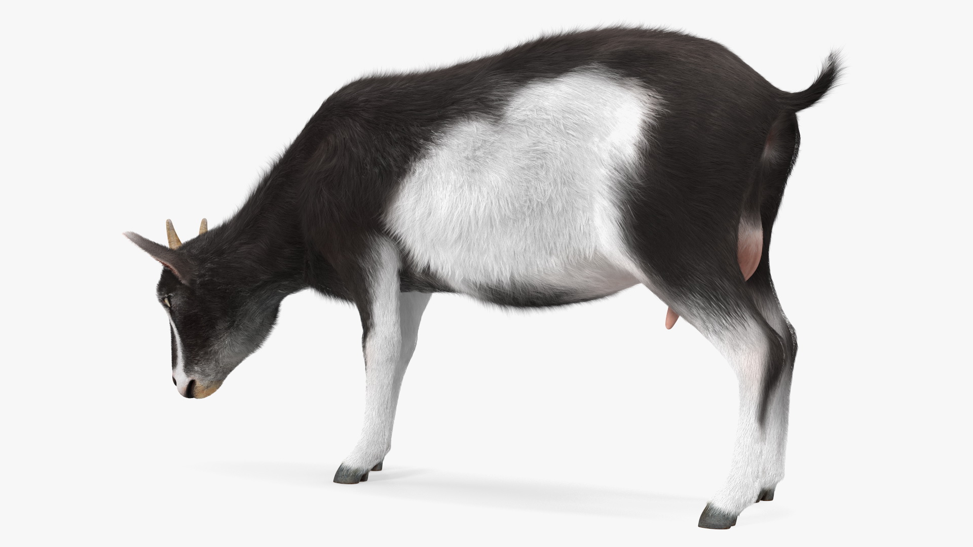 3D Grazing Goat Black-White Fur model