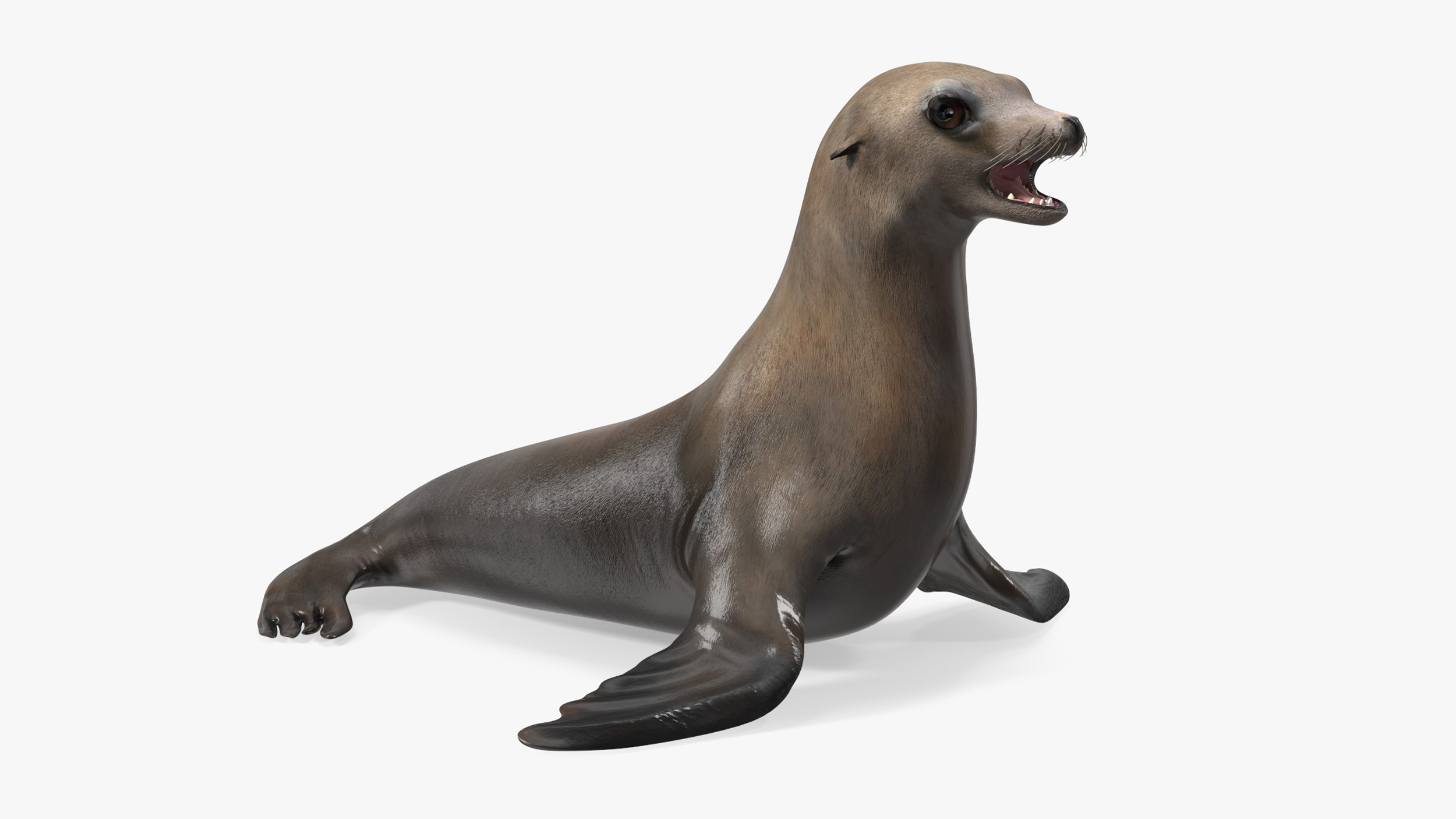 3D model California Sea Lion Rigged for Cinema 4D