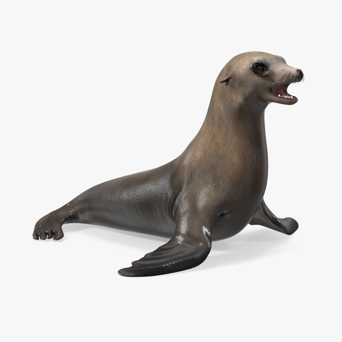3D model California Sea Lion Rigged for Cinema 4D