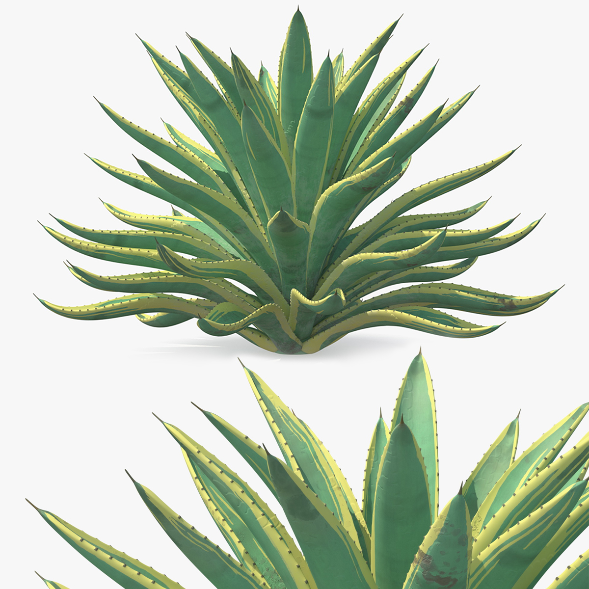 Large Agave Americana Century Plant