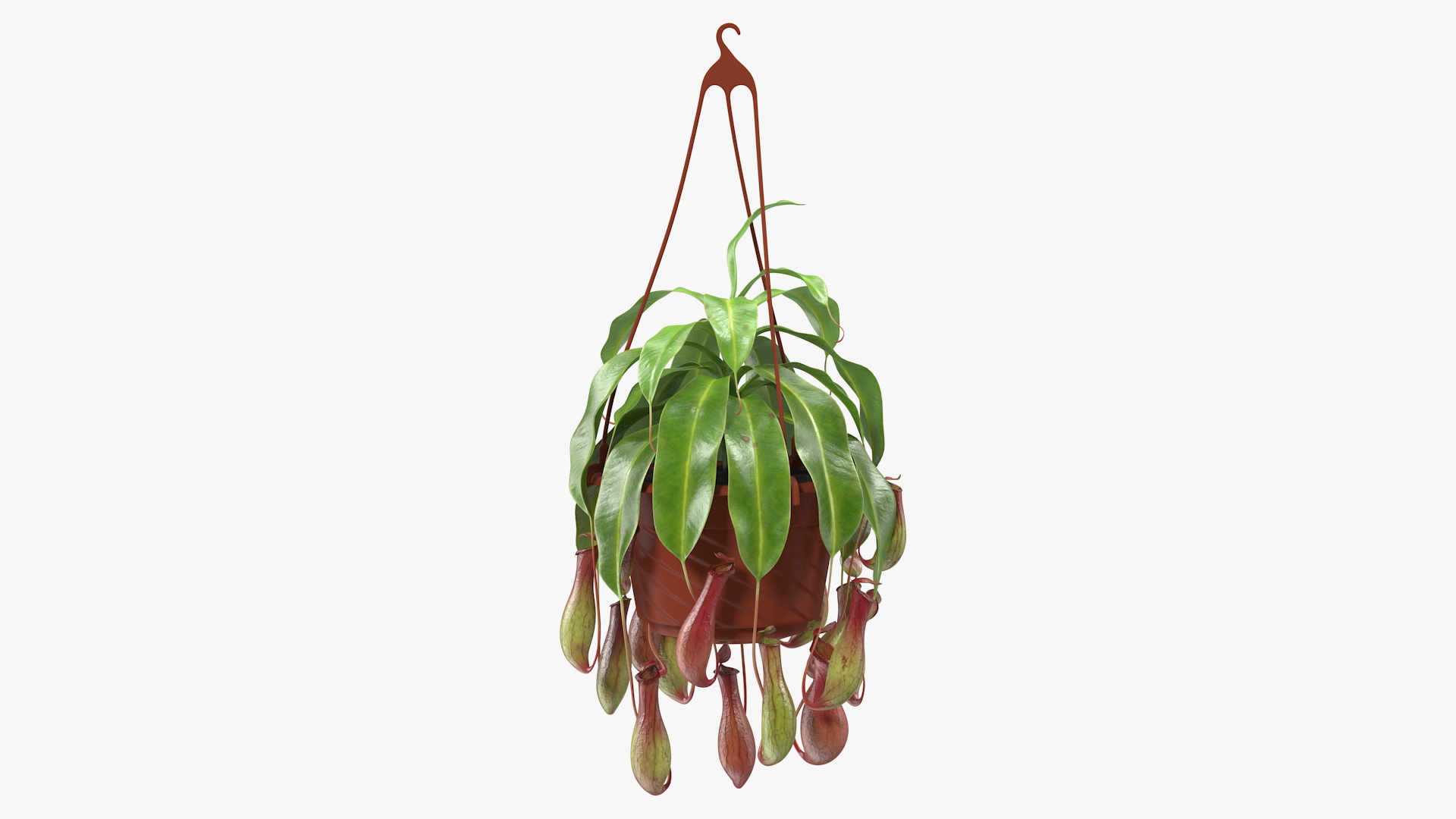 Carnivorous Plant in Hanging Pot 3D