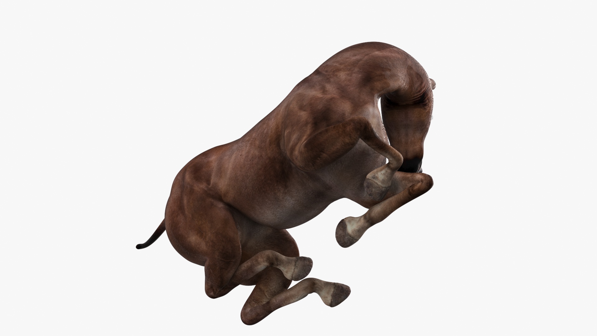 Lying Bay Mule 3D model