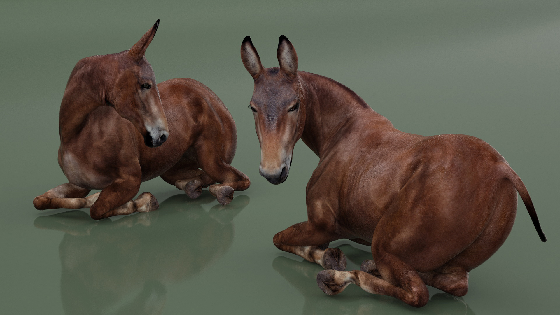 Lying Bay Mule 3D model