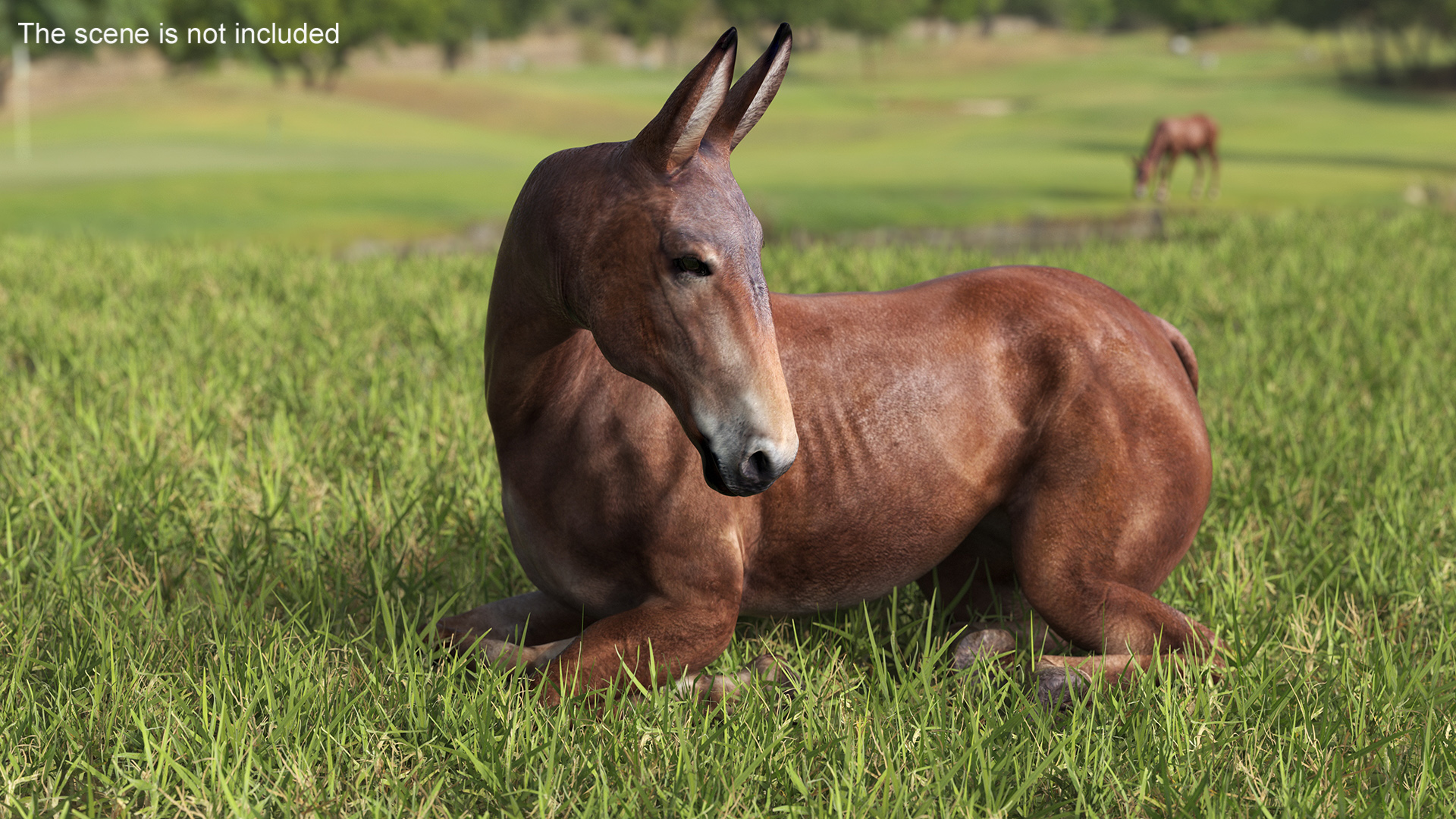 Lying Bay Mule 3D model