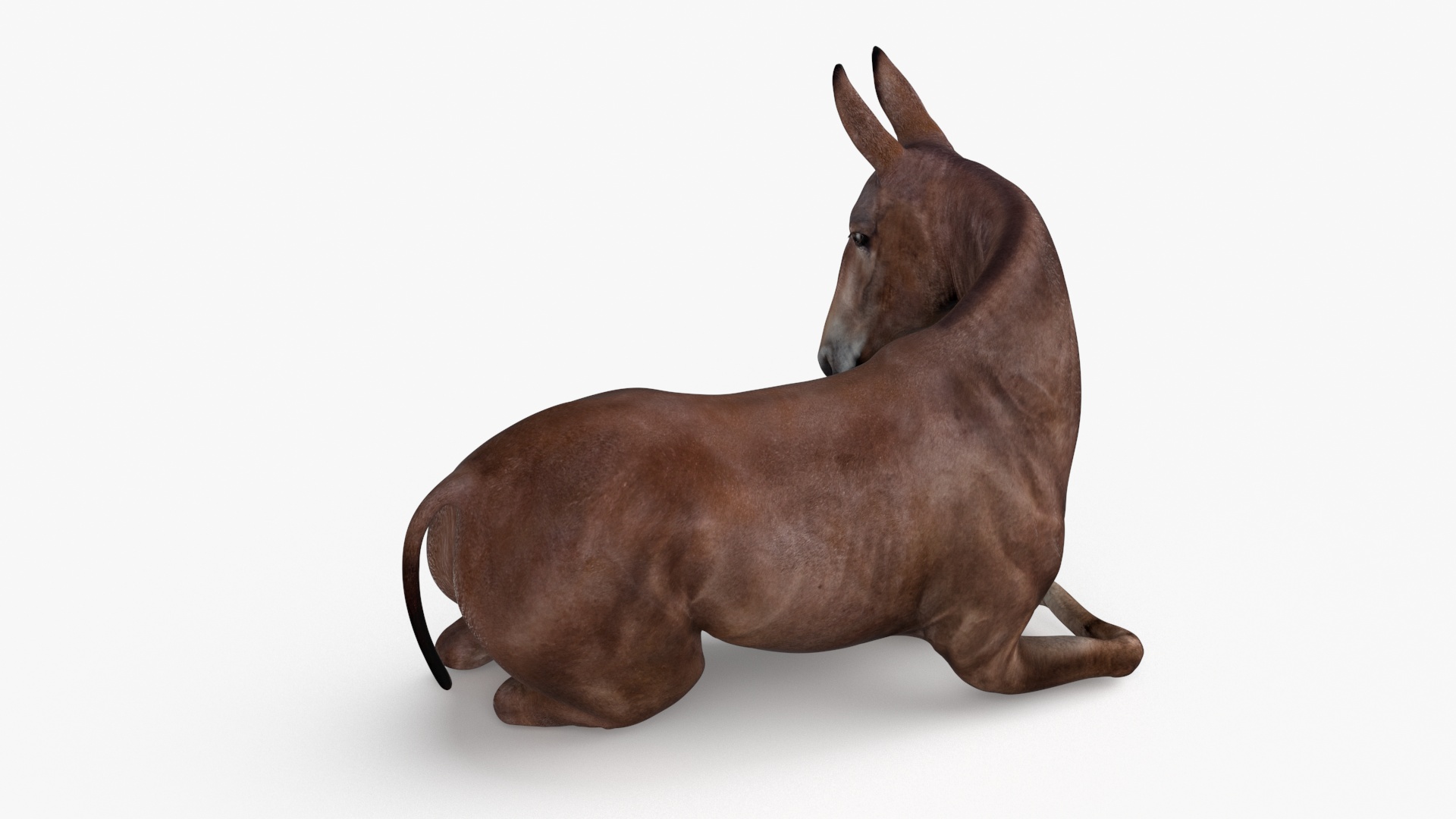 Lying Bay Mule 3D model
