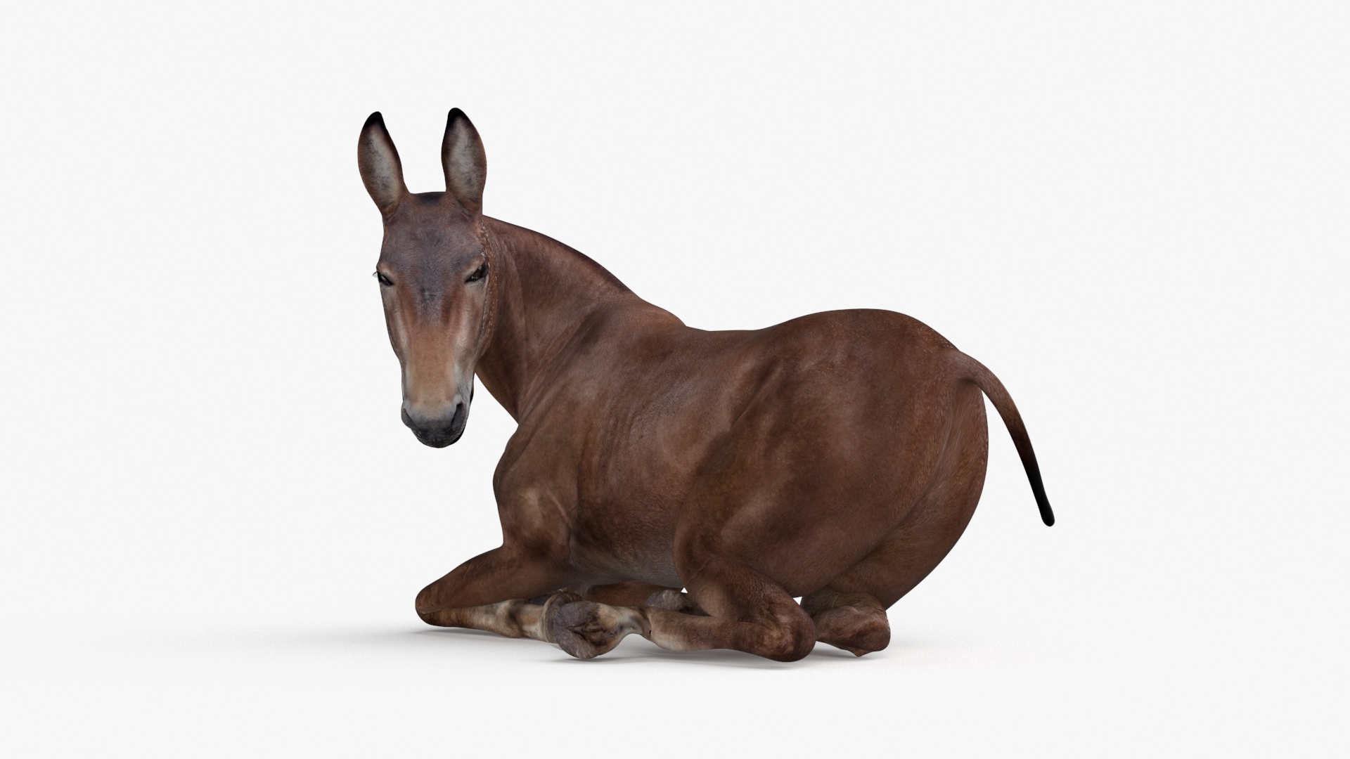 Lying Bay Mule 3D model