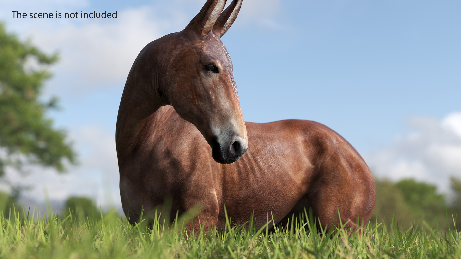 Lying Bay Mule 3D model
