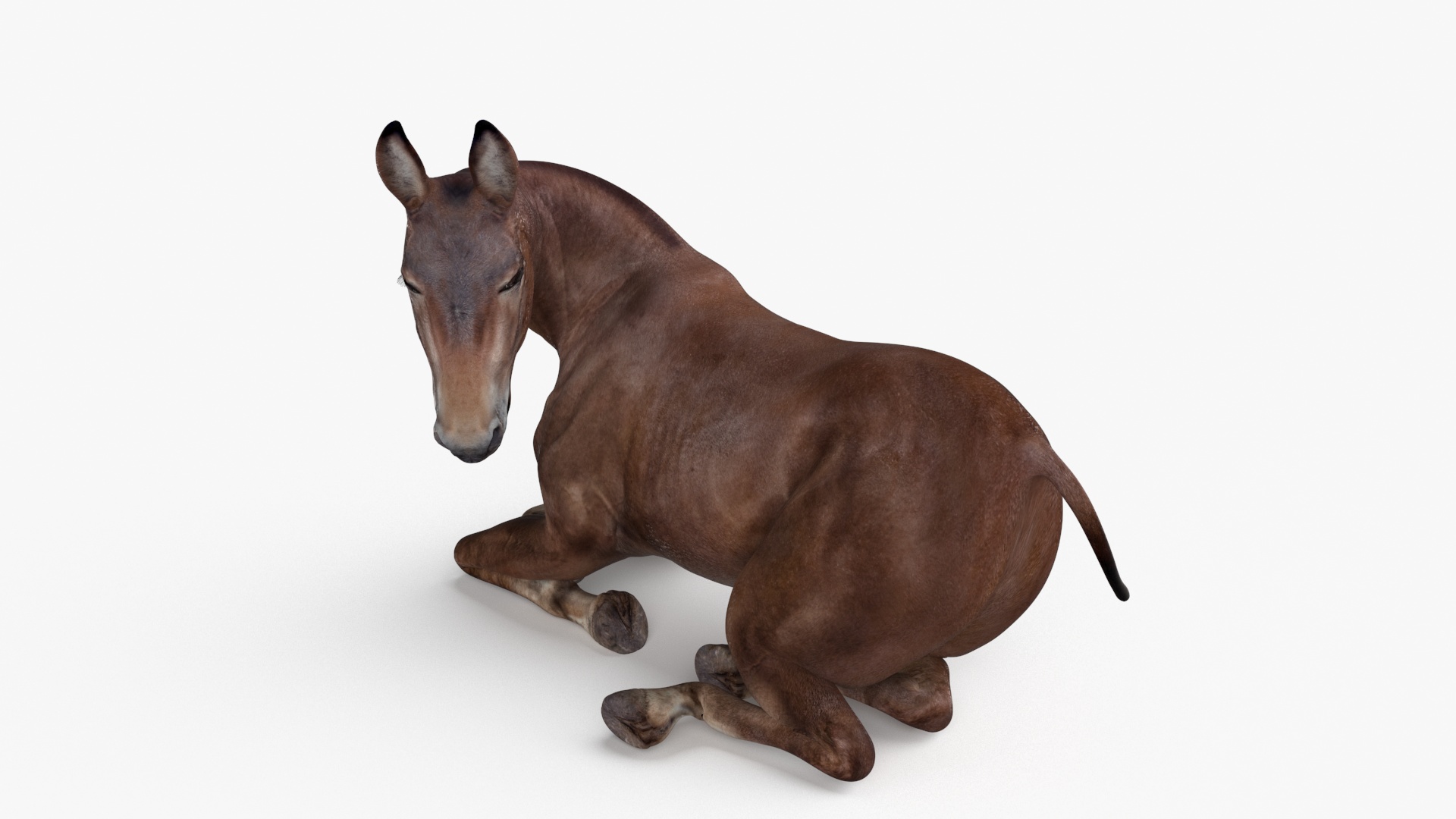 Lying Bay Mule 3D model