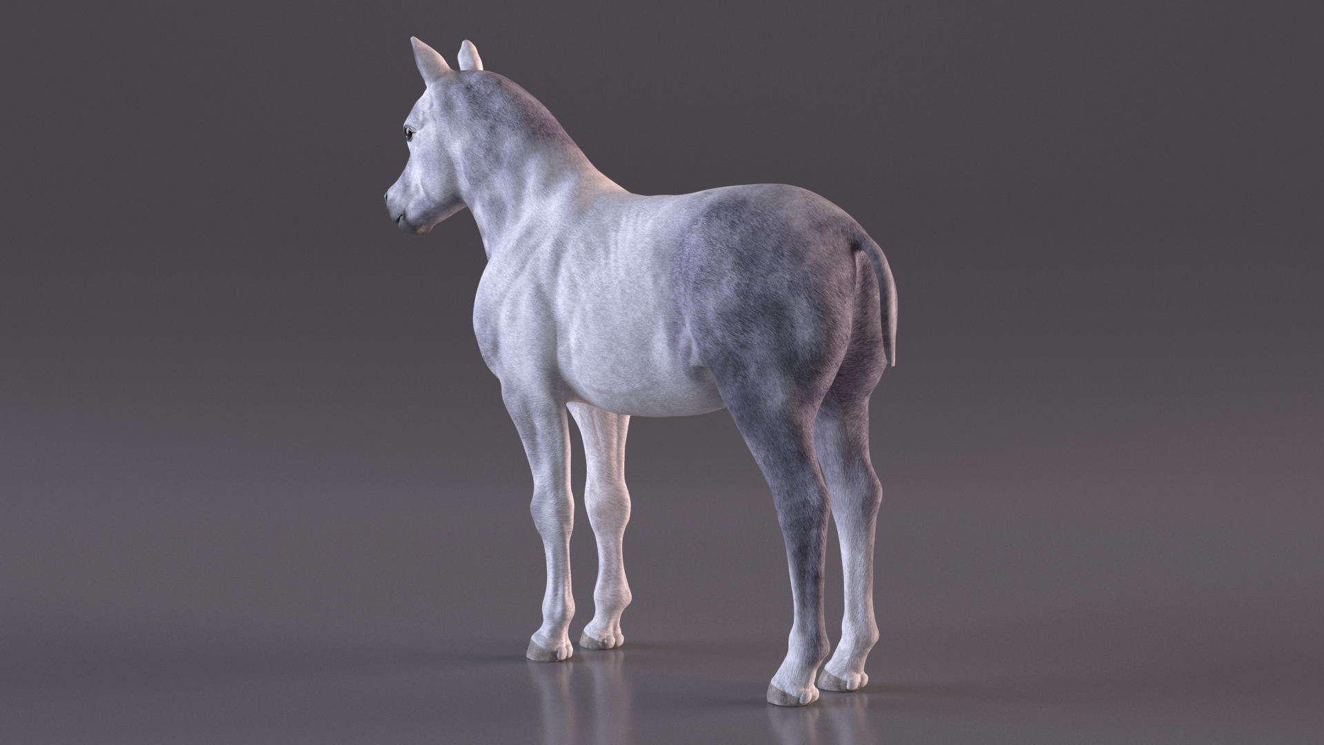 Shetland Pony White 3D model