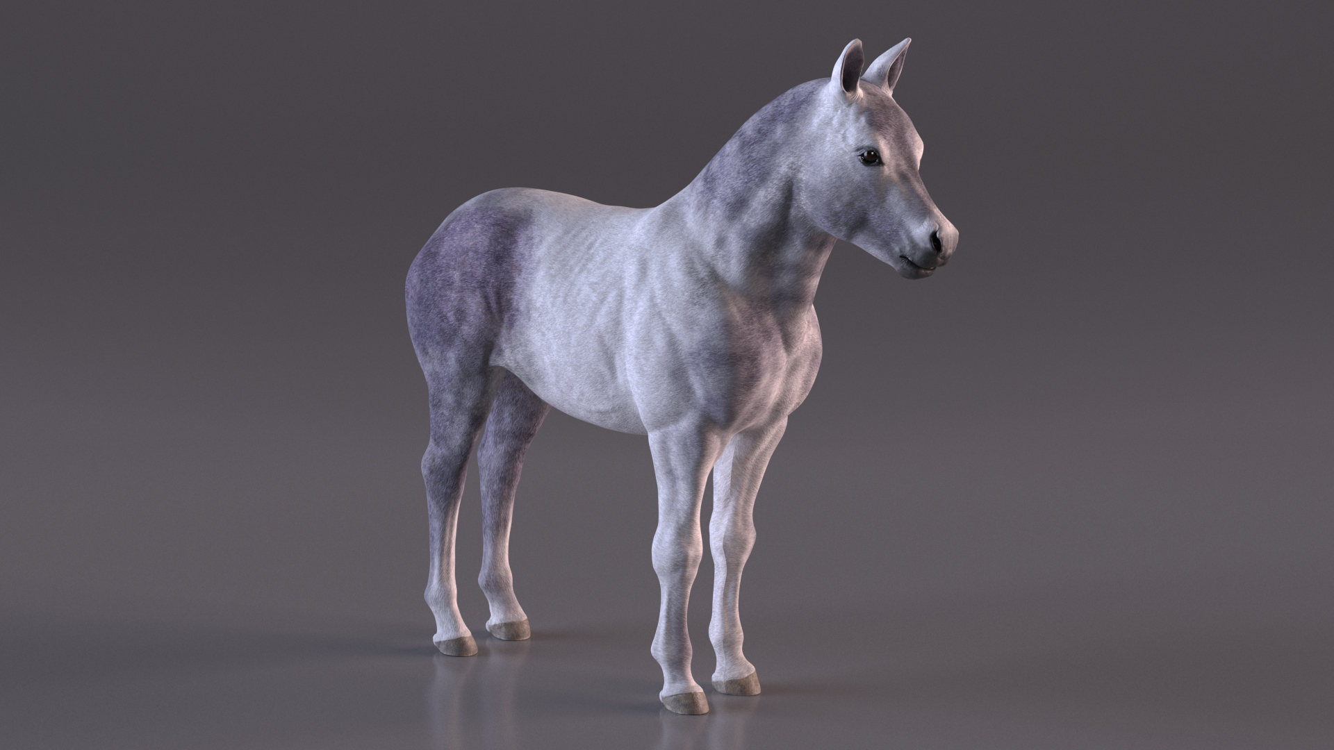 Shetland Pony White 3D model
