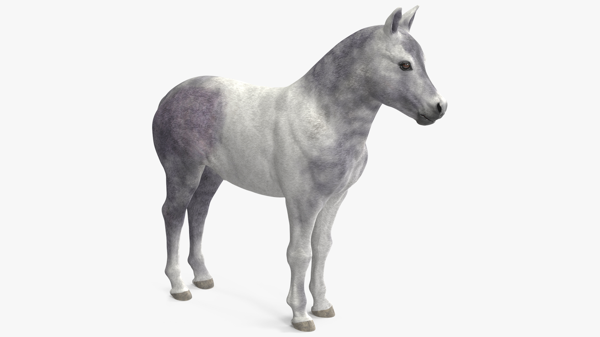 Shetland Pony White 3D model