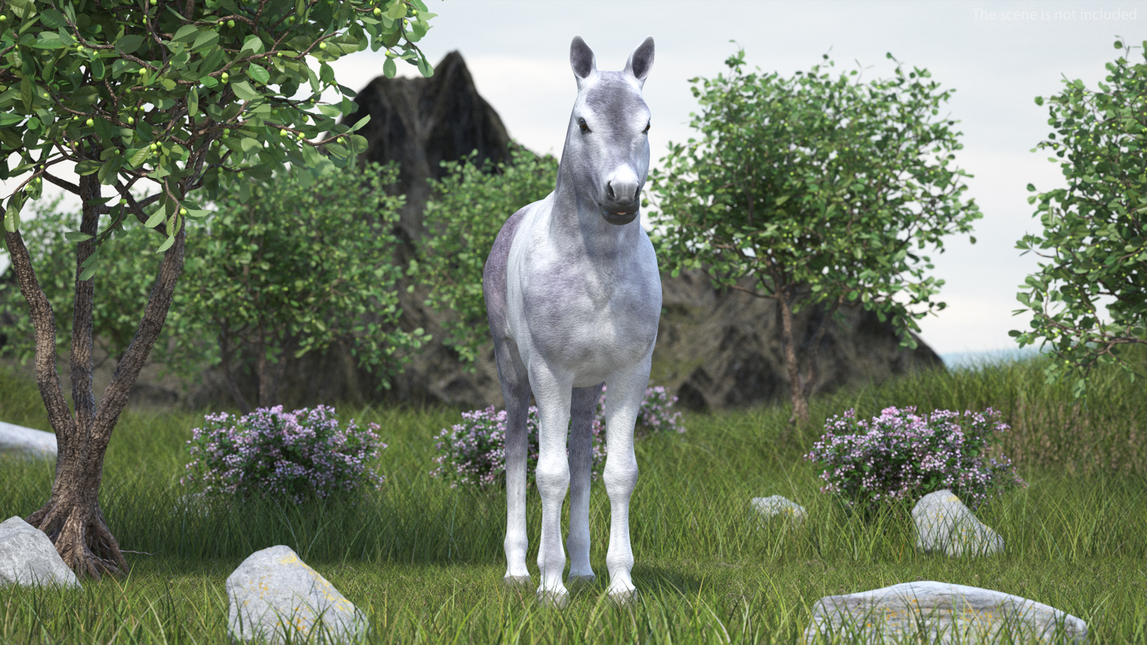 Shetland Pony White 3D model