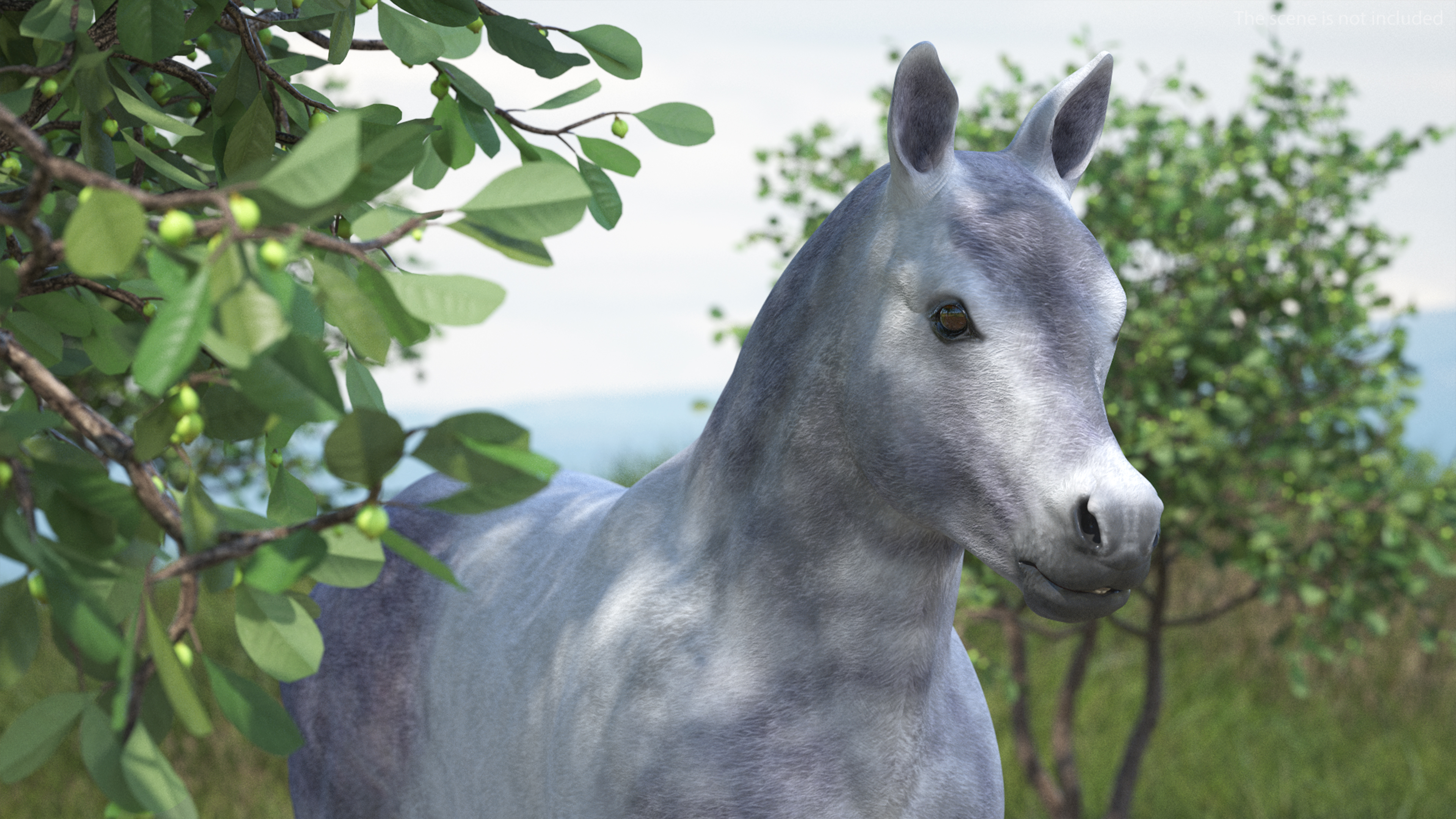 Shetland Pony White 3D model