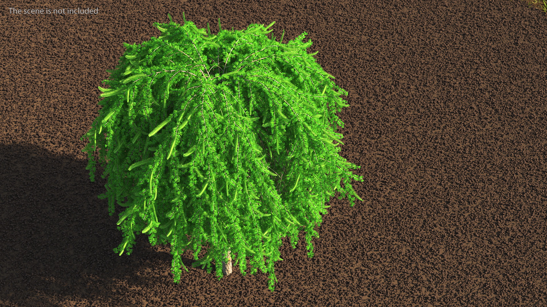 3D Weeping Larix Kaempferi model