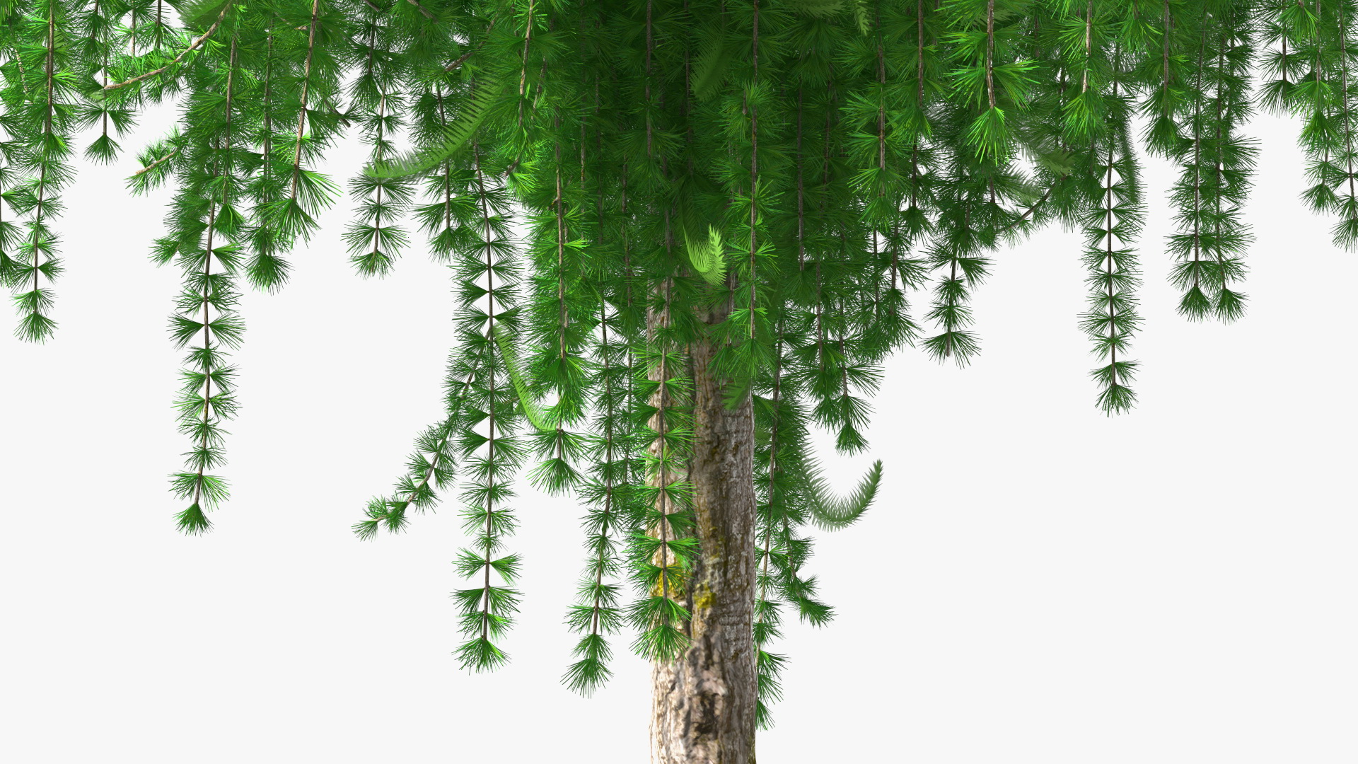 3D Weeping Larix Kaempferi model