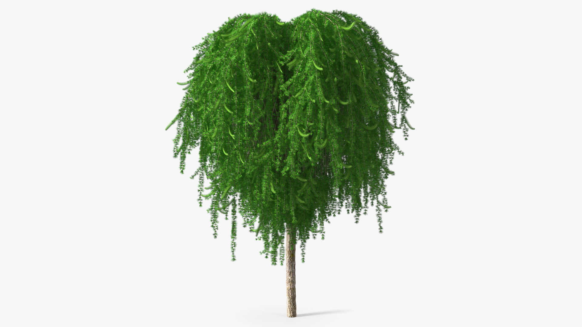 3D Weeping Larix Kaempferi model