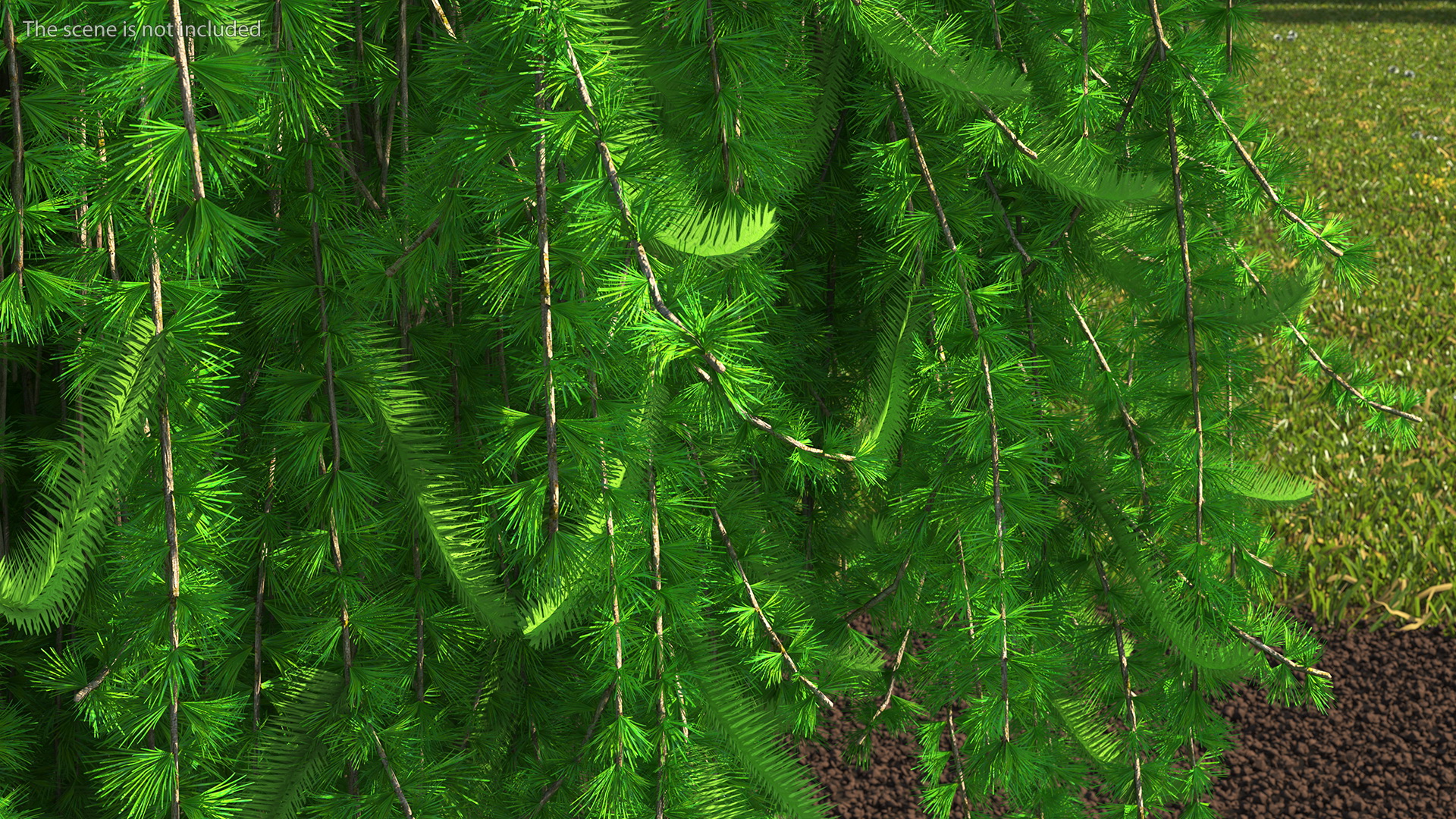 3D Weeping Larix Kaempferi model