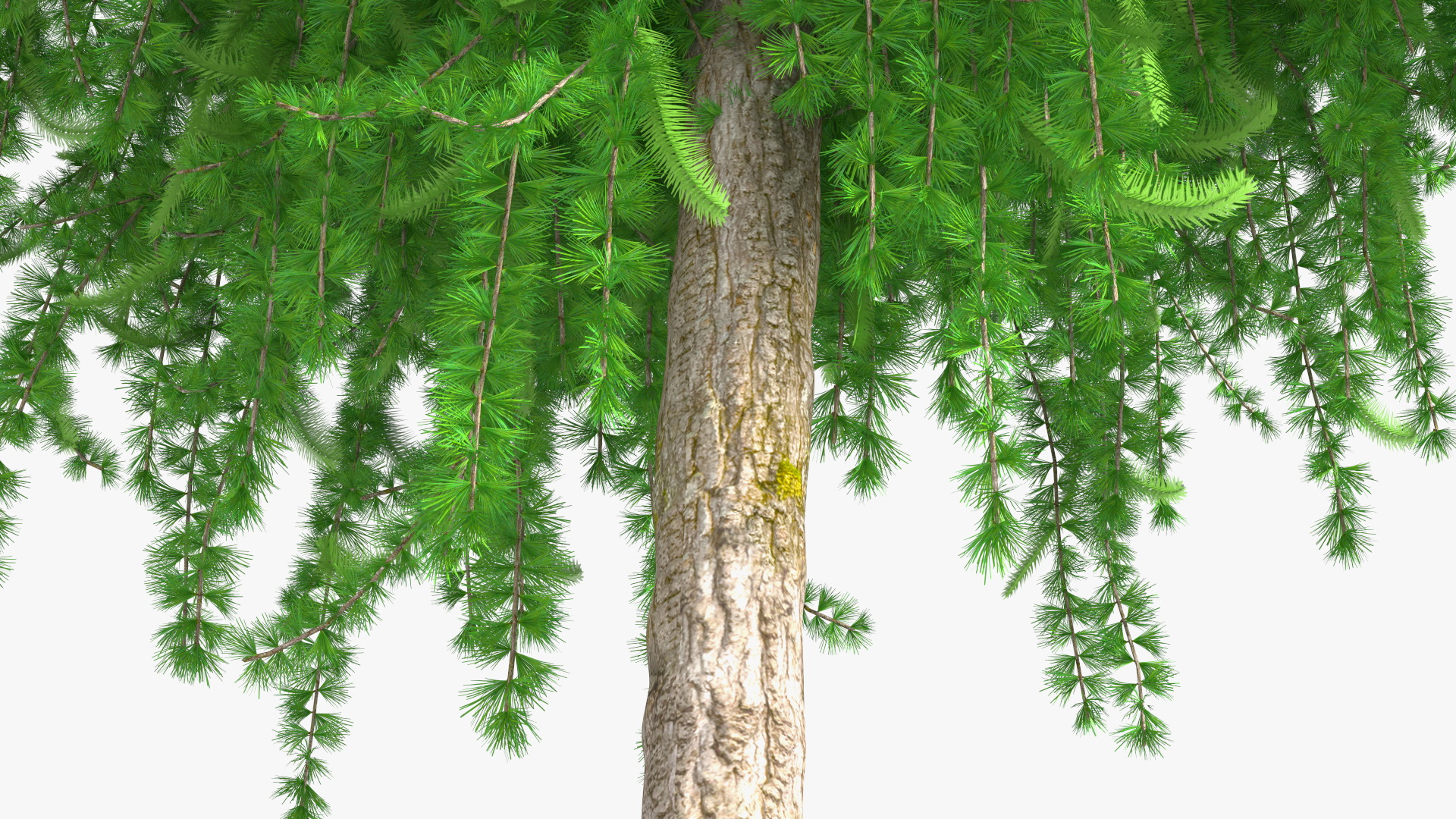 3D Weeping Larix Kaempferi model