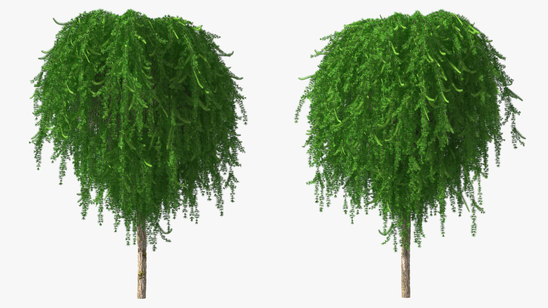 3D Weeping Larix Kaempferi model