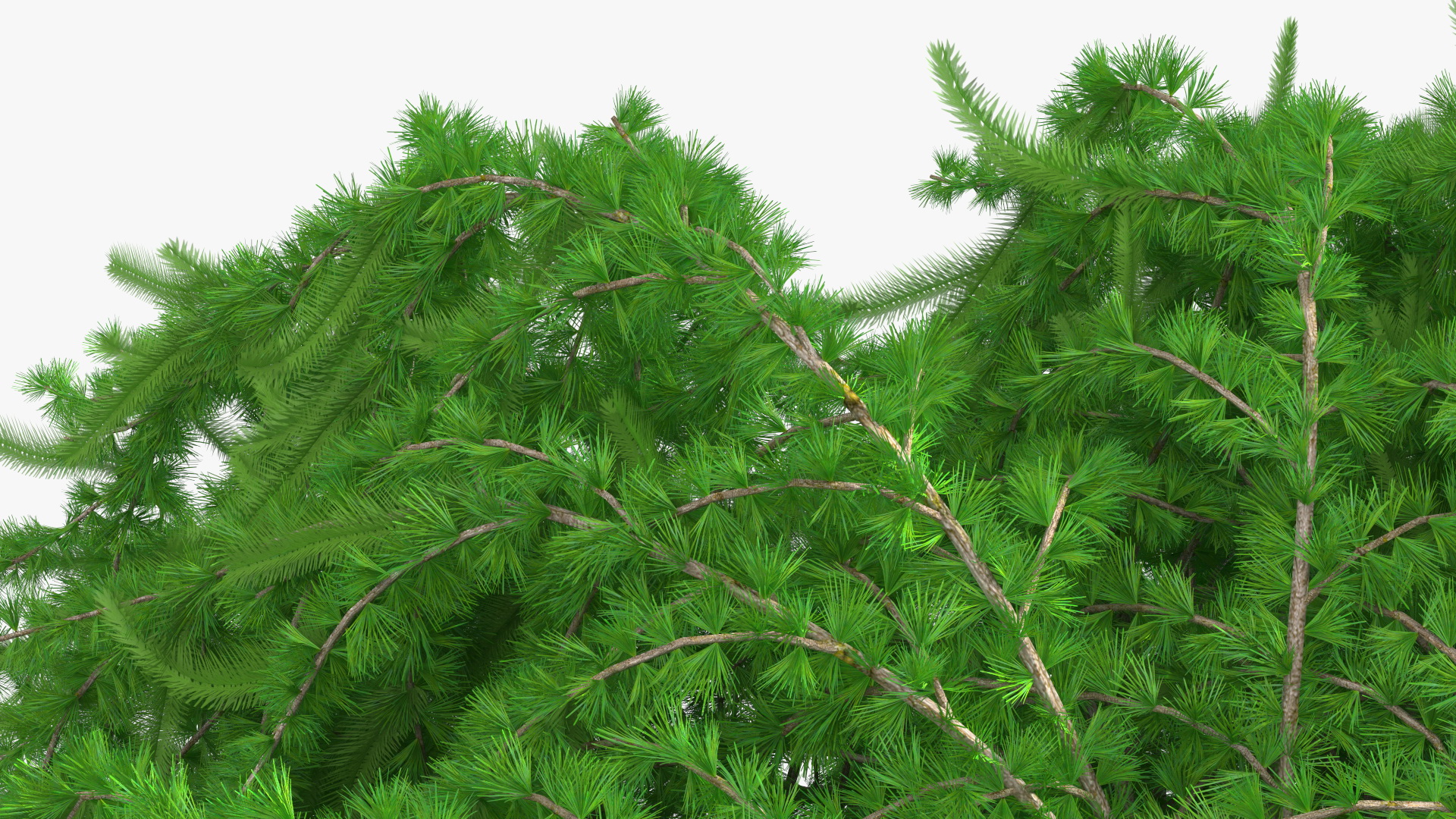 3D Weeping Larix Kaempferi model