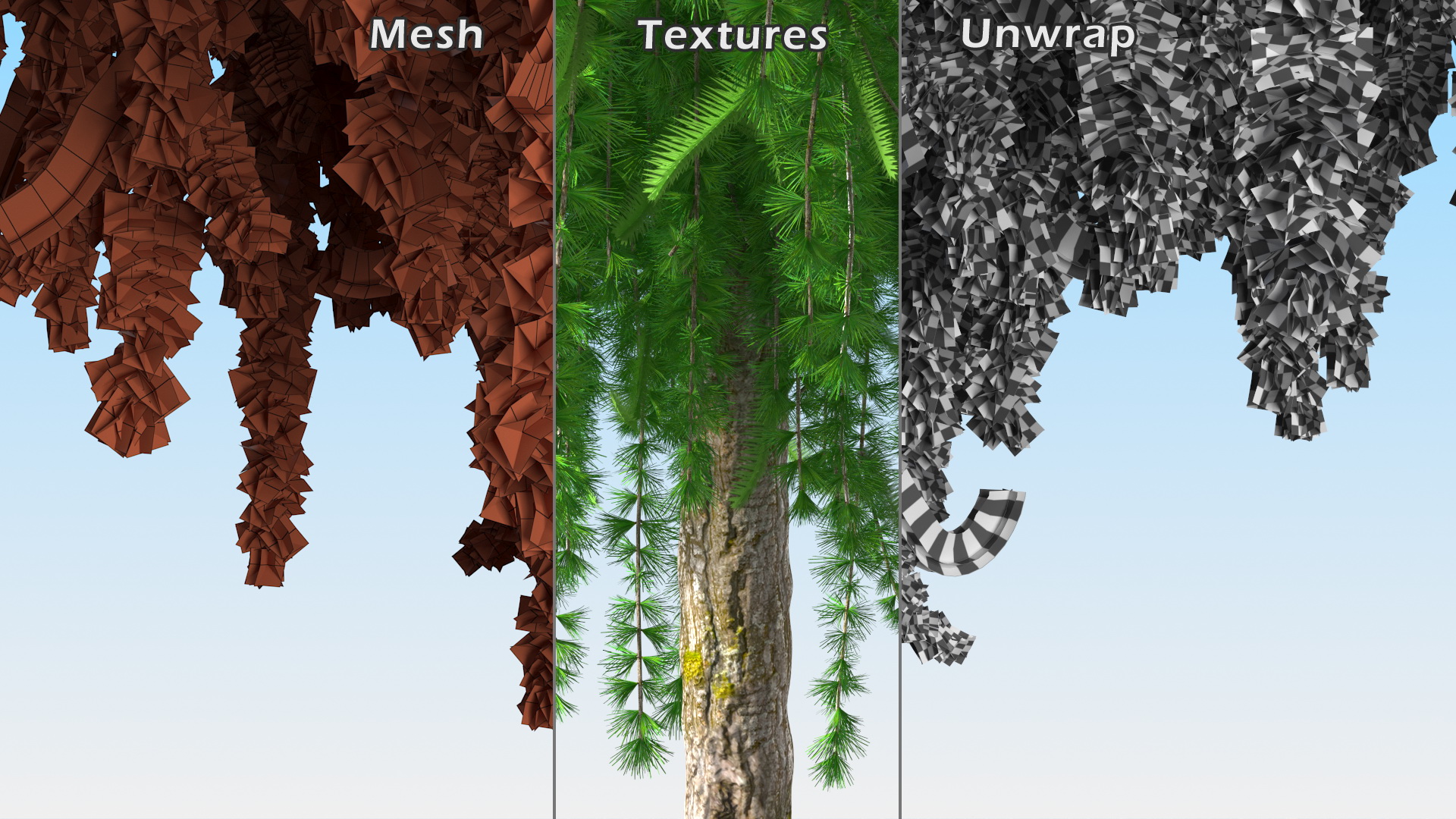 3D Weeping Larix Kaempferi model