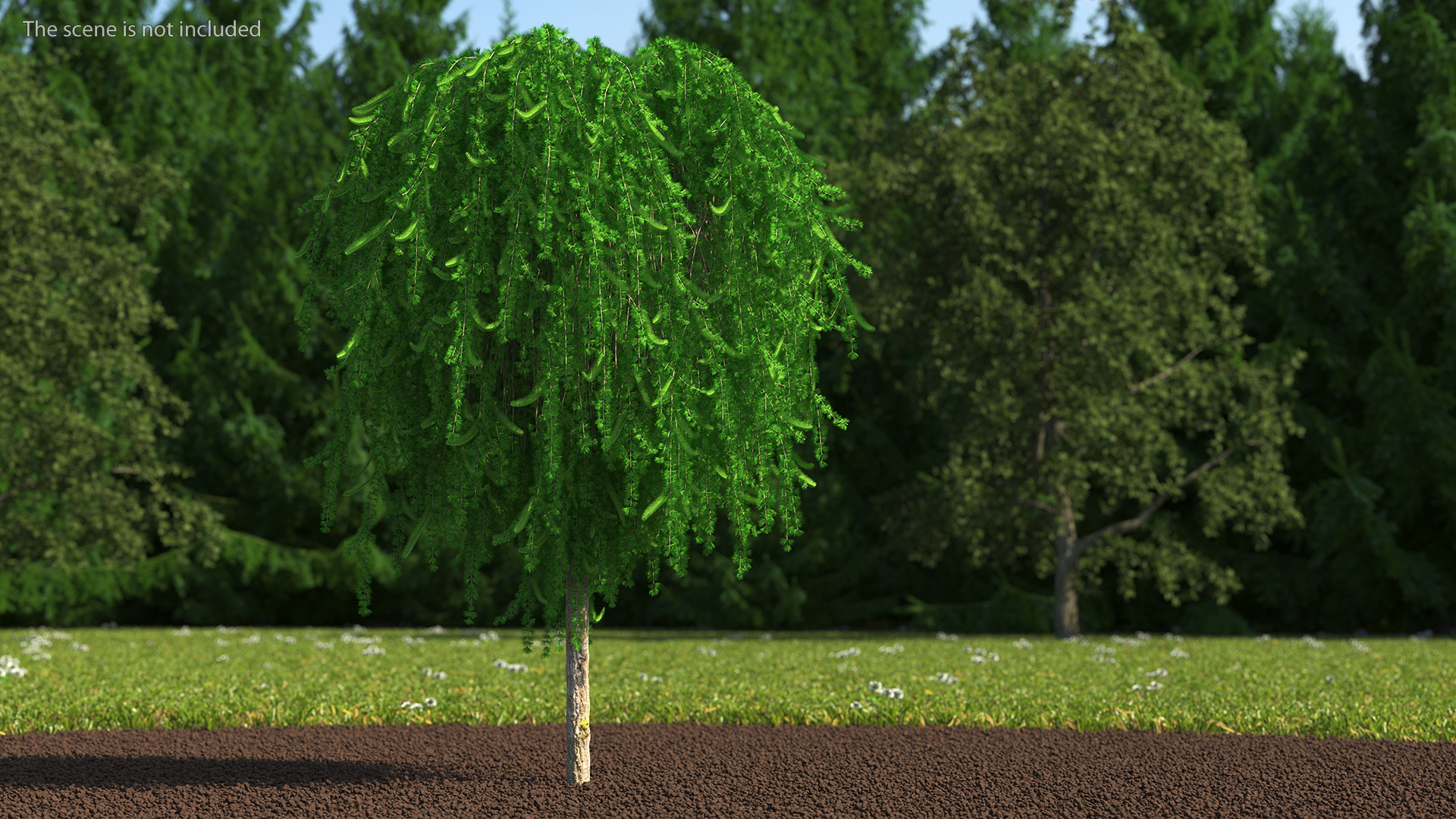 3D Weeping Larix Kaempferi model
