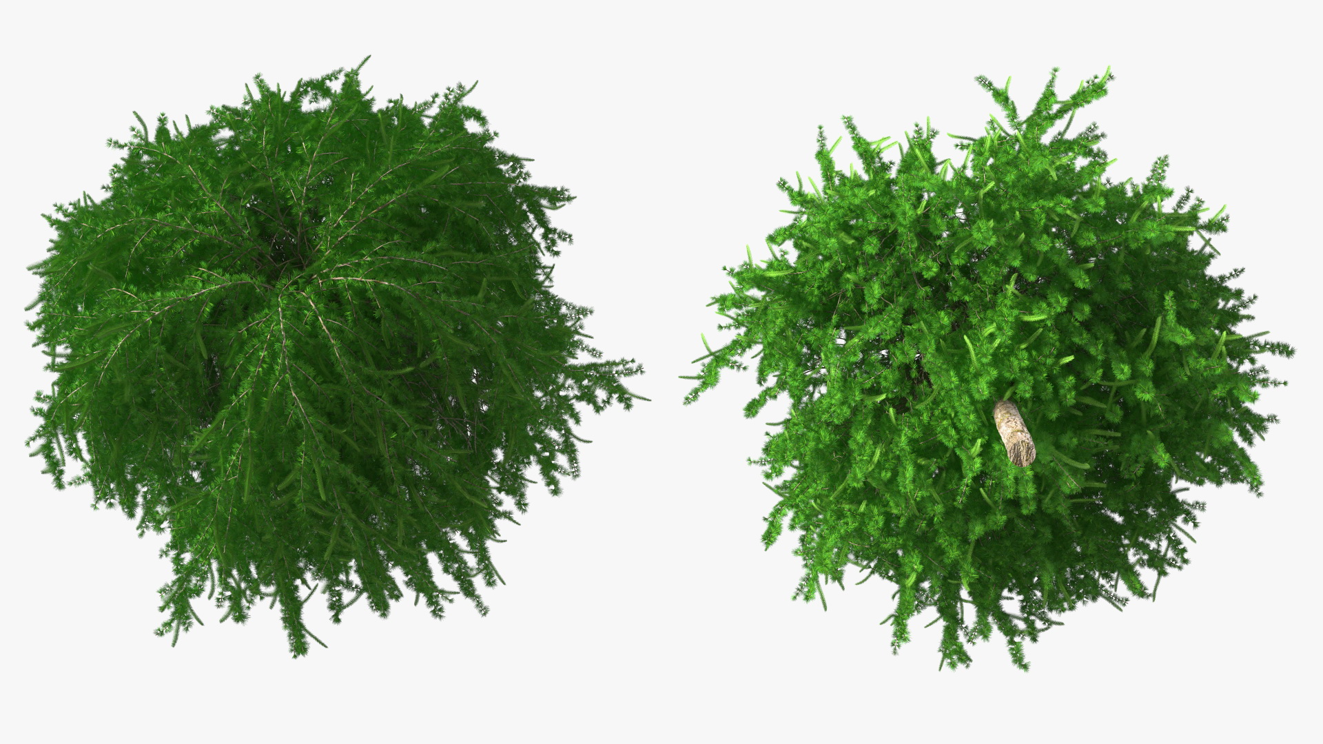 3D Weeping Larix Kaempferi model
