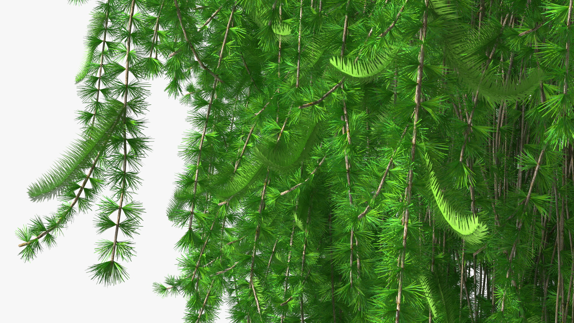 3D Weeping Larix Kaempferi model