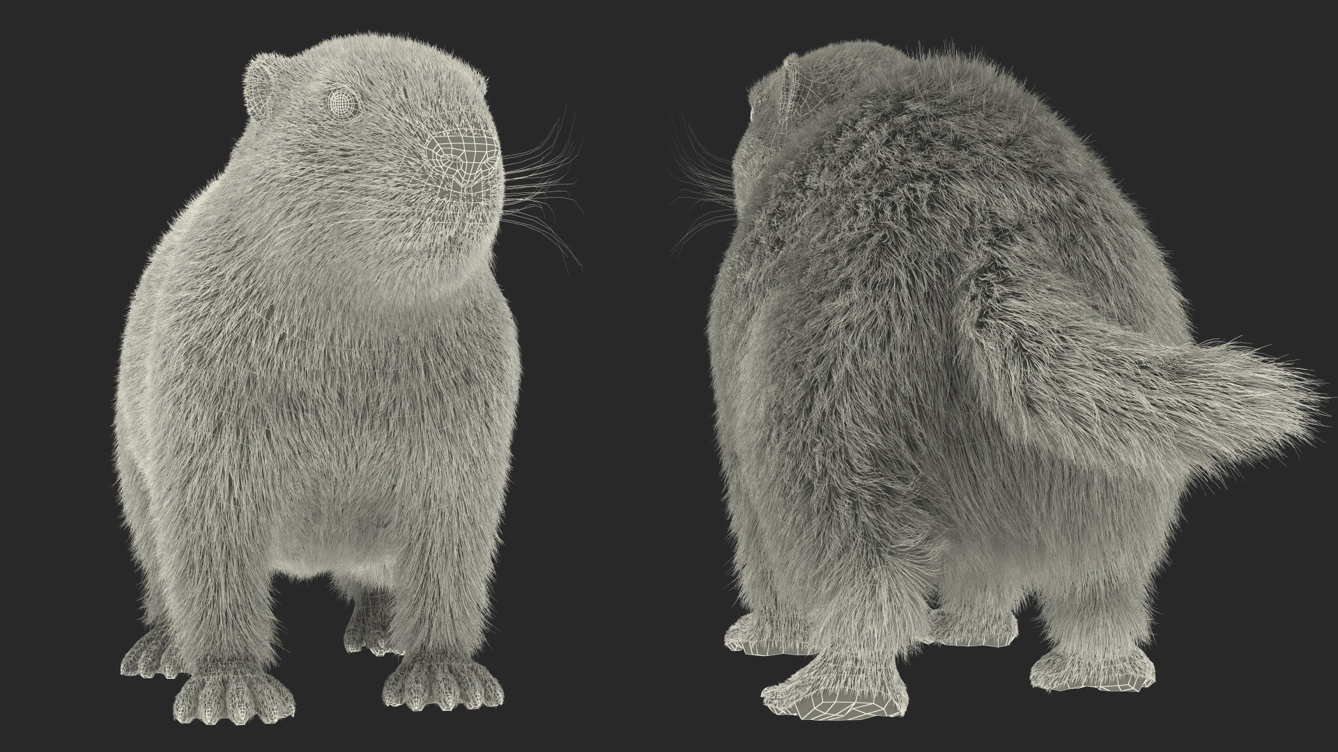 Alpine Marmot Fur 3D
