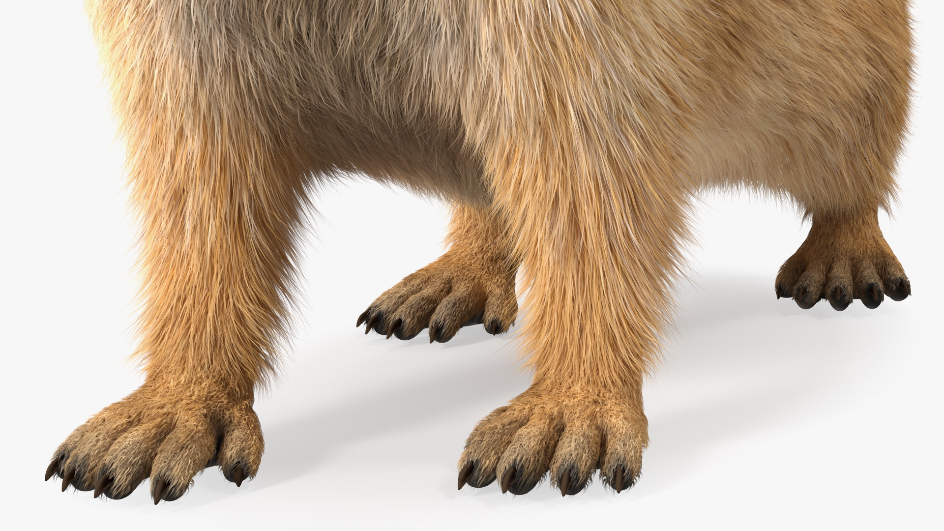 Alpine Marmot Fur 3D