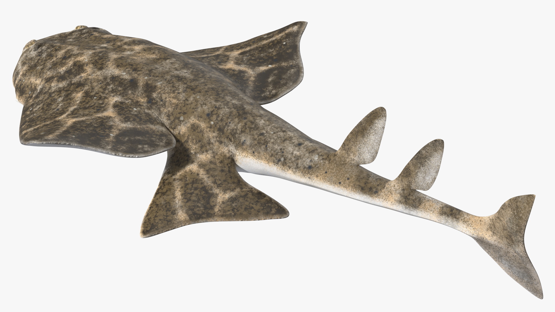 3D model Angel Shark Swimming Pose