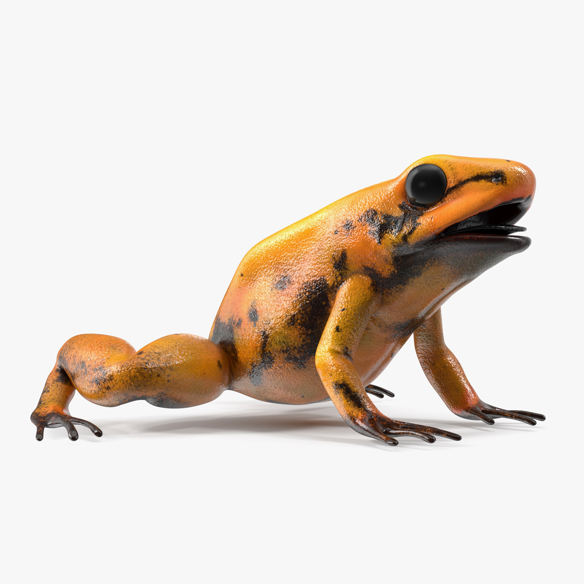 3D Poisonous Dart Frog Orange Morph Rigged for Maya model