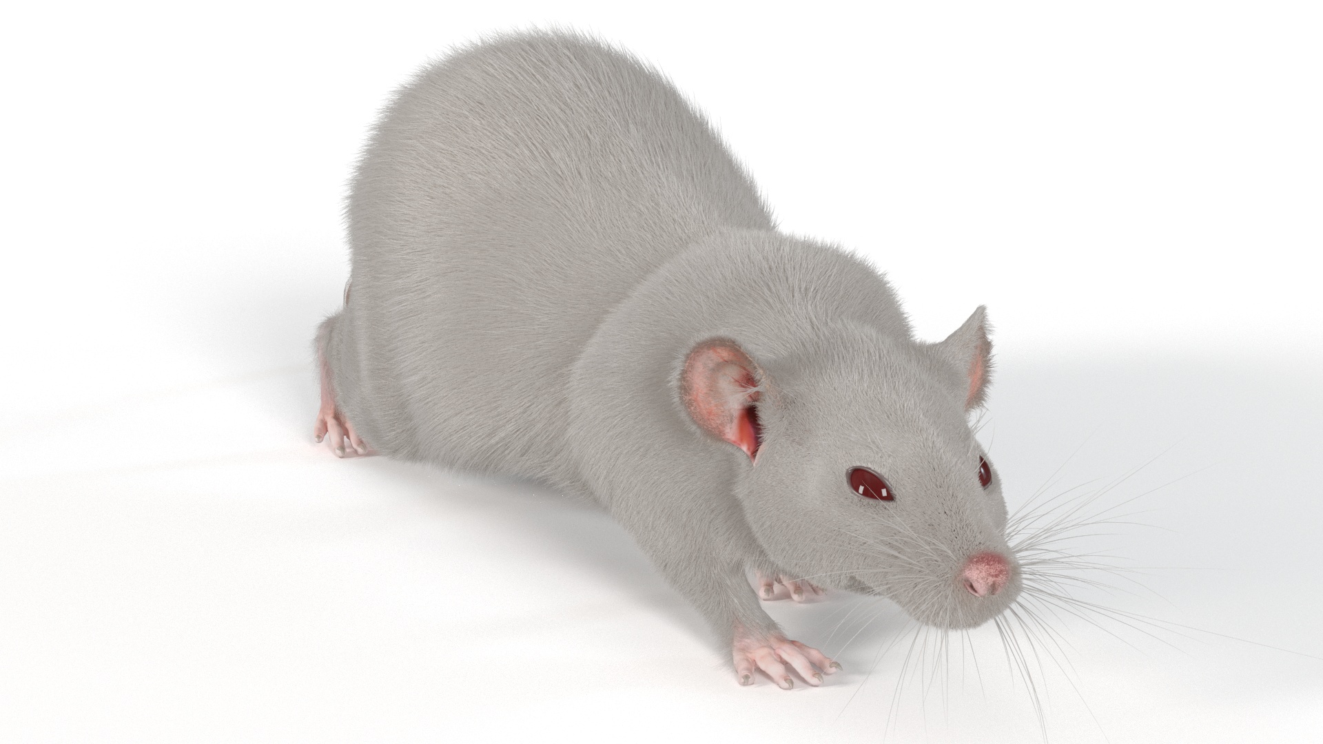 3D model Realistic White Rat with Fur Rigged