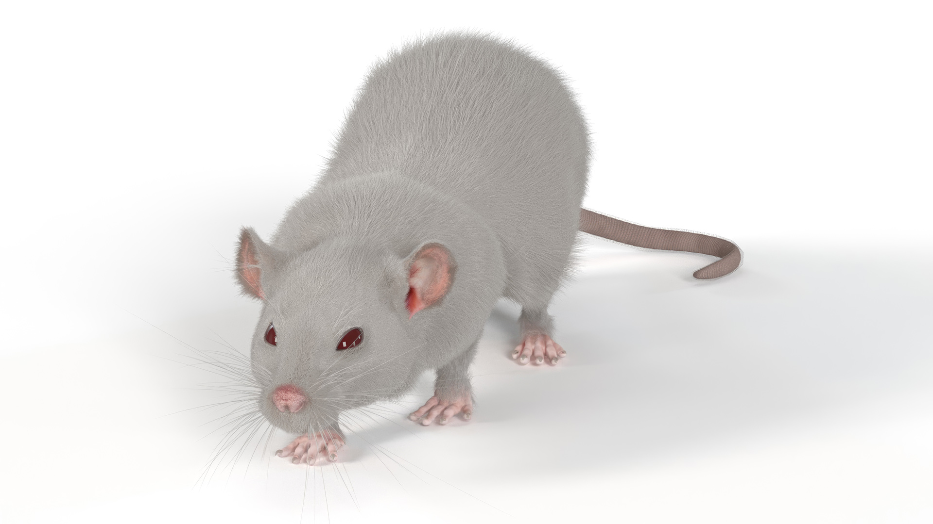 3D model Realistic White Rat with Fur Rigged