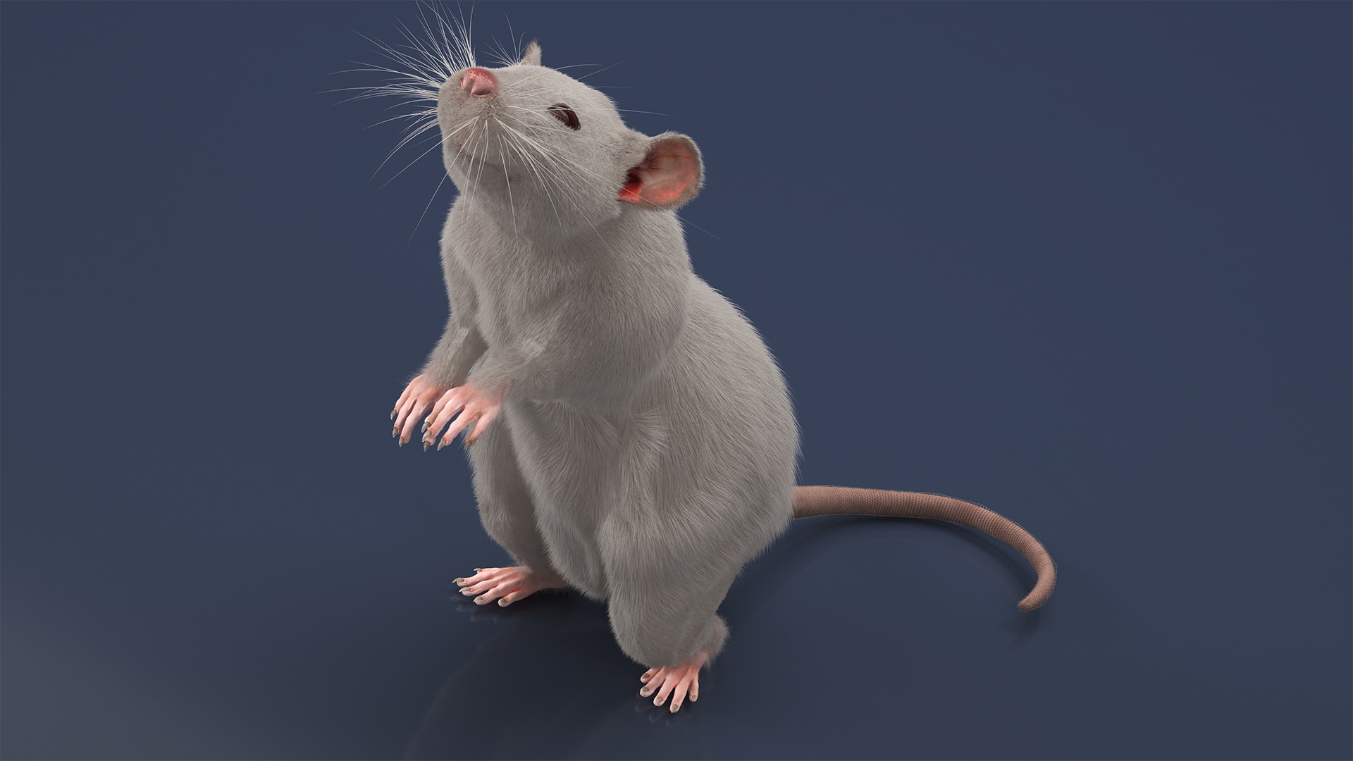 3D model Realistic White Rat with Fur Rigged