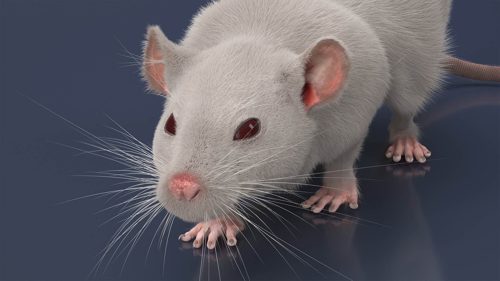 3D model Realistic White Rat with Fur Rigged