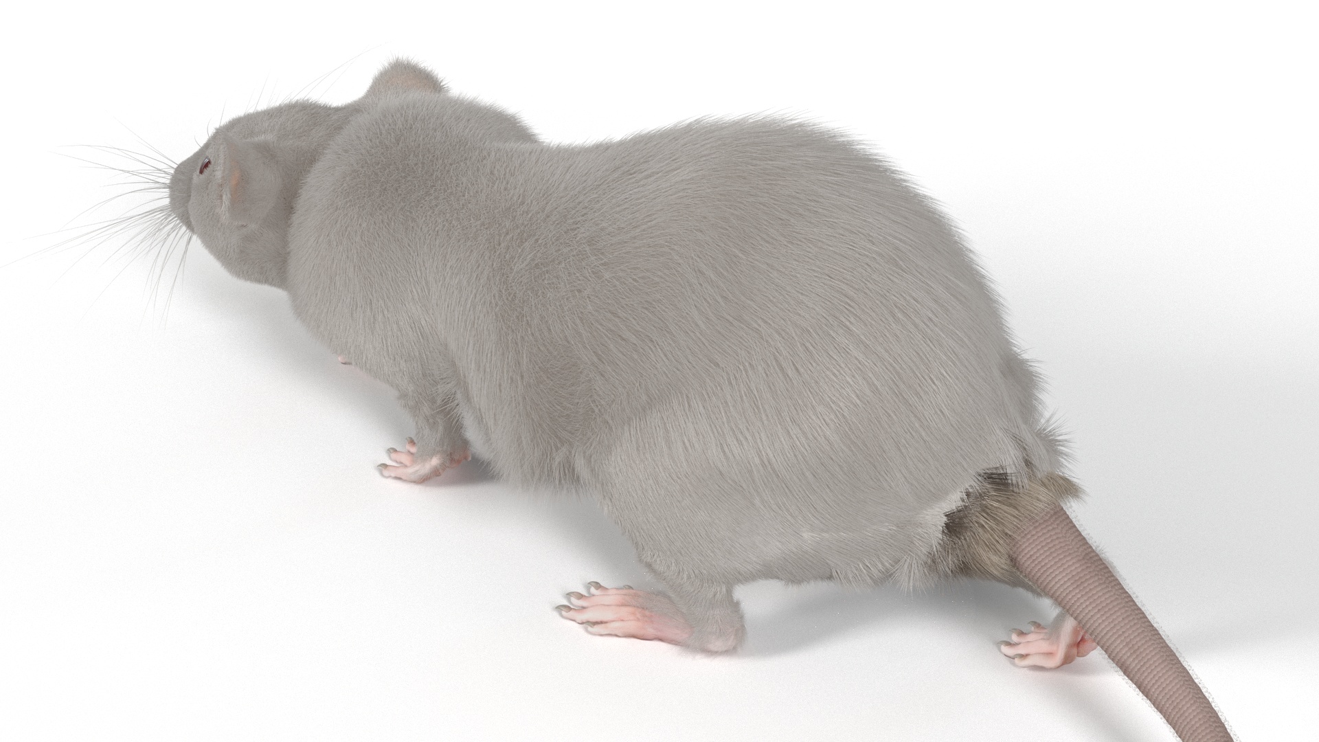 3D model Realistic White Rat with Fur Rigged