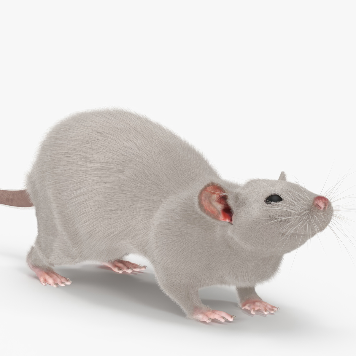 3D model Realistic White Rat with Fur Rigged