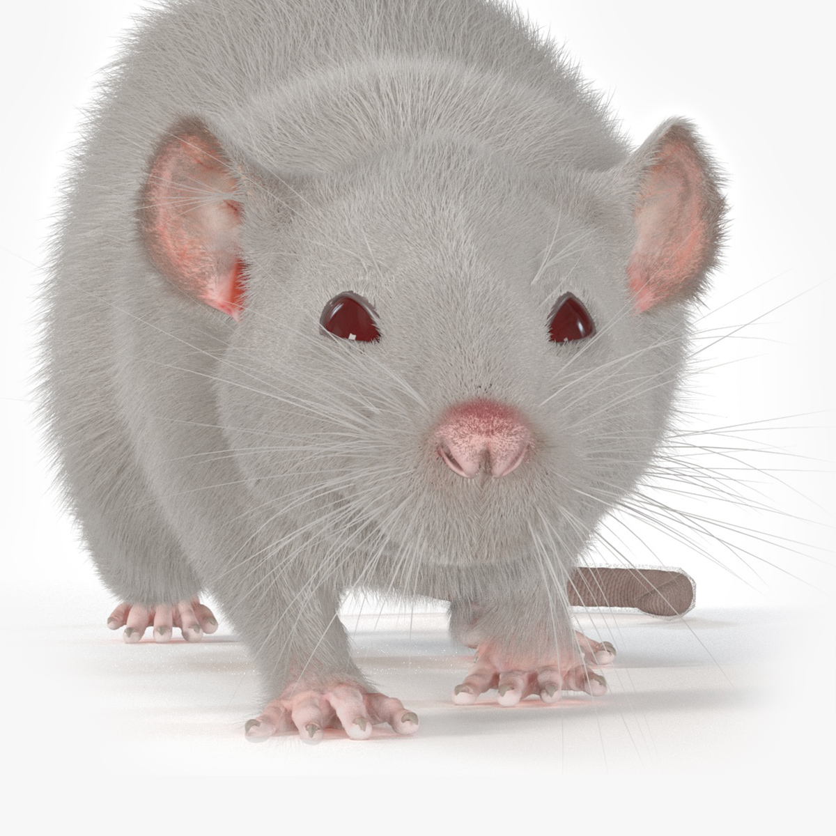 3D model Realistic White Rat with Fur Rigged