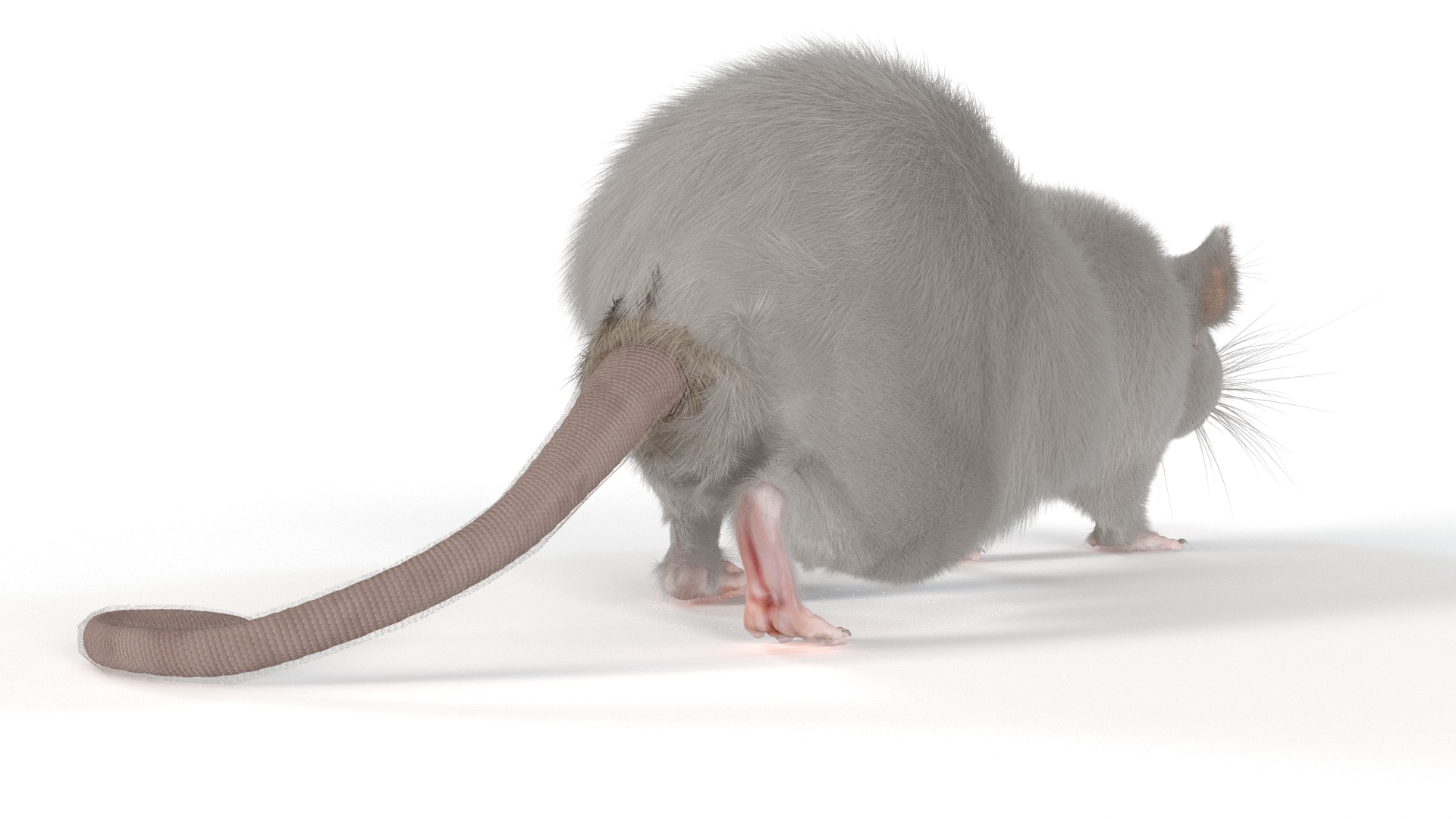 3D model Realistic White Rat with Fur Rigged