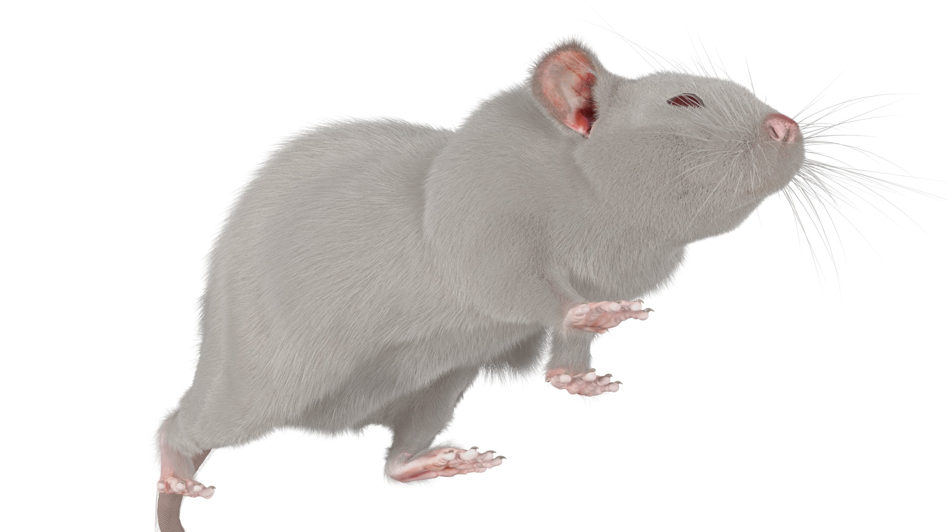 3D model Realistic White Rat with Fur Rigged