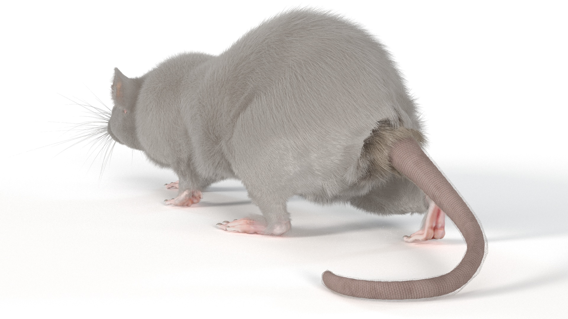 3D model Realistic White Rat with Fur Rigged