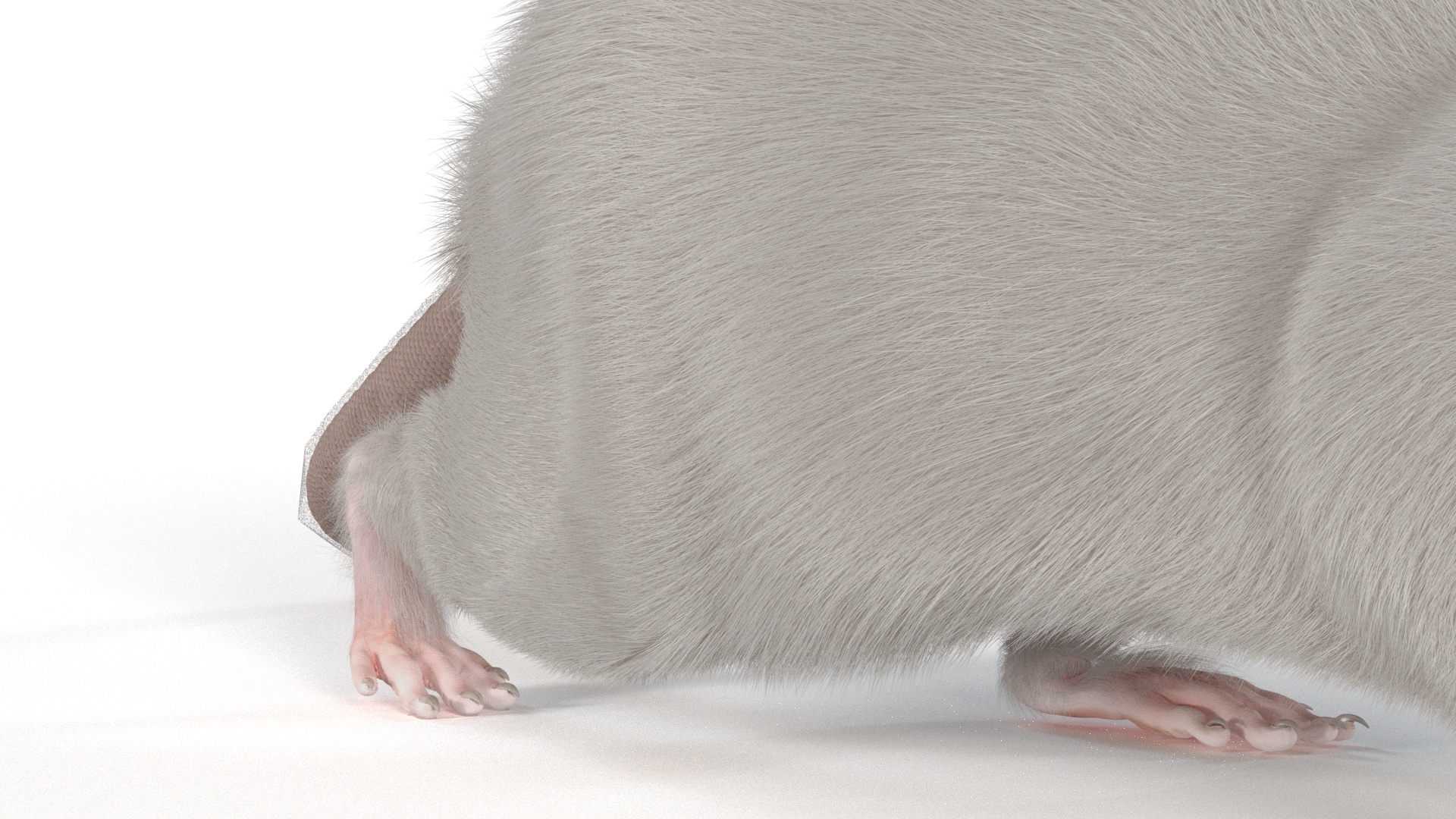 3D model Realistic White Rat with Fur Rigged
