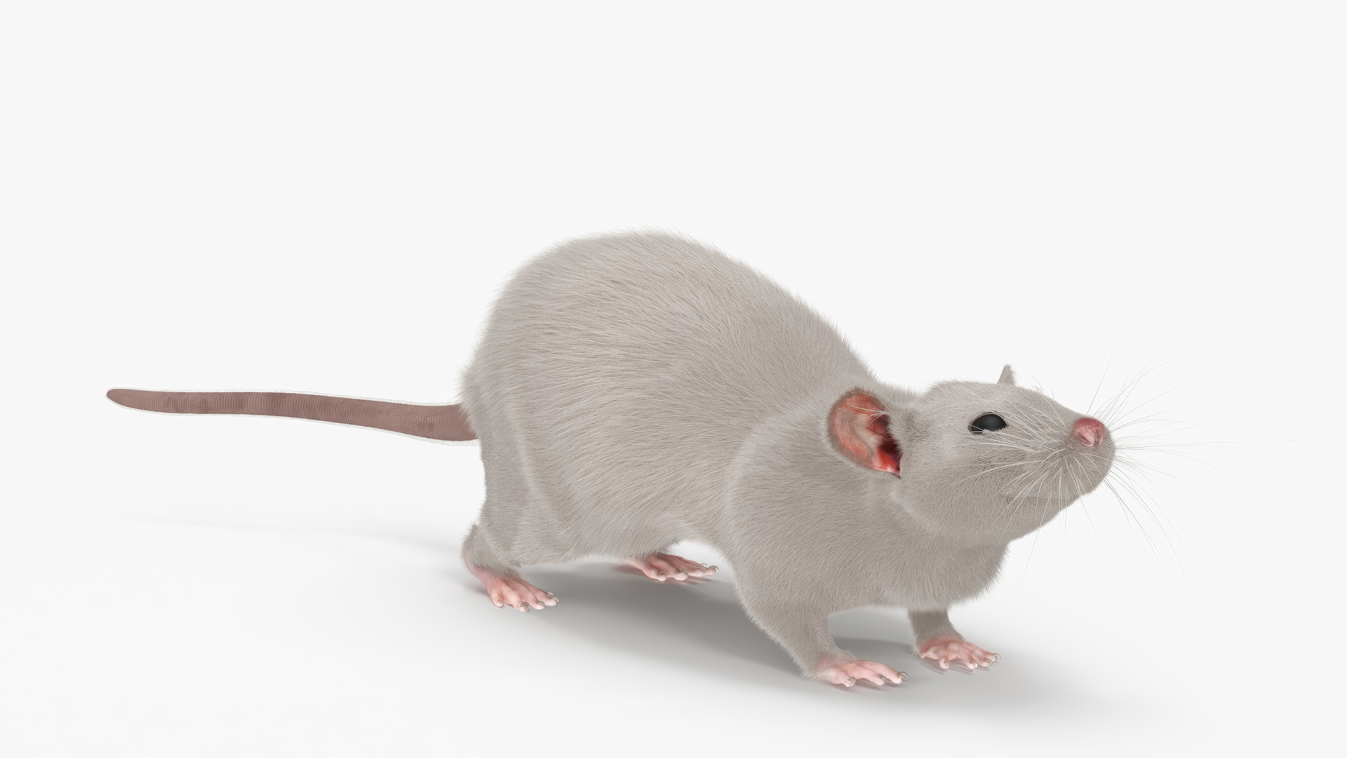 3D model Realistic White Rat with Fur Rigged