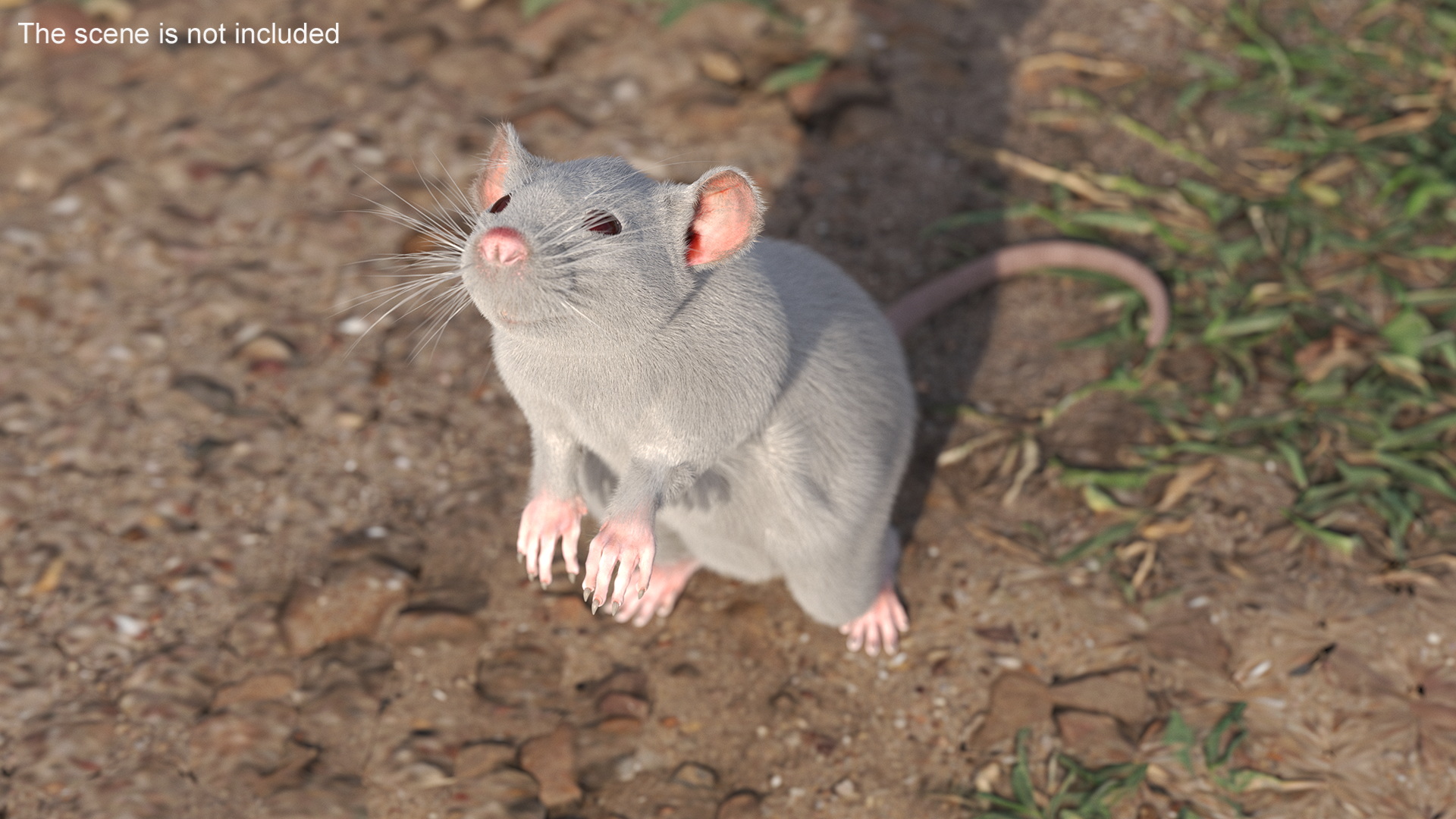 3D model Realistic White Rat with Fur Rigged