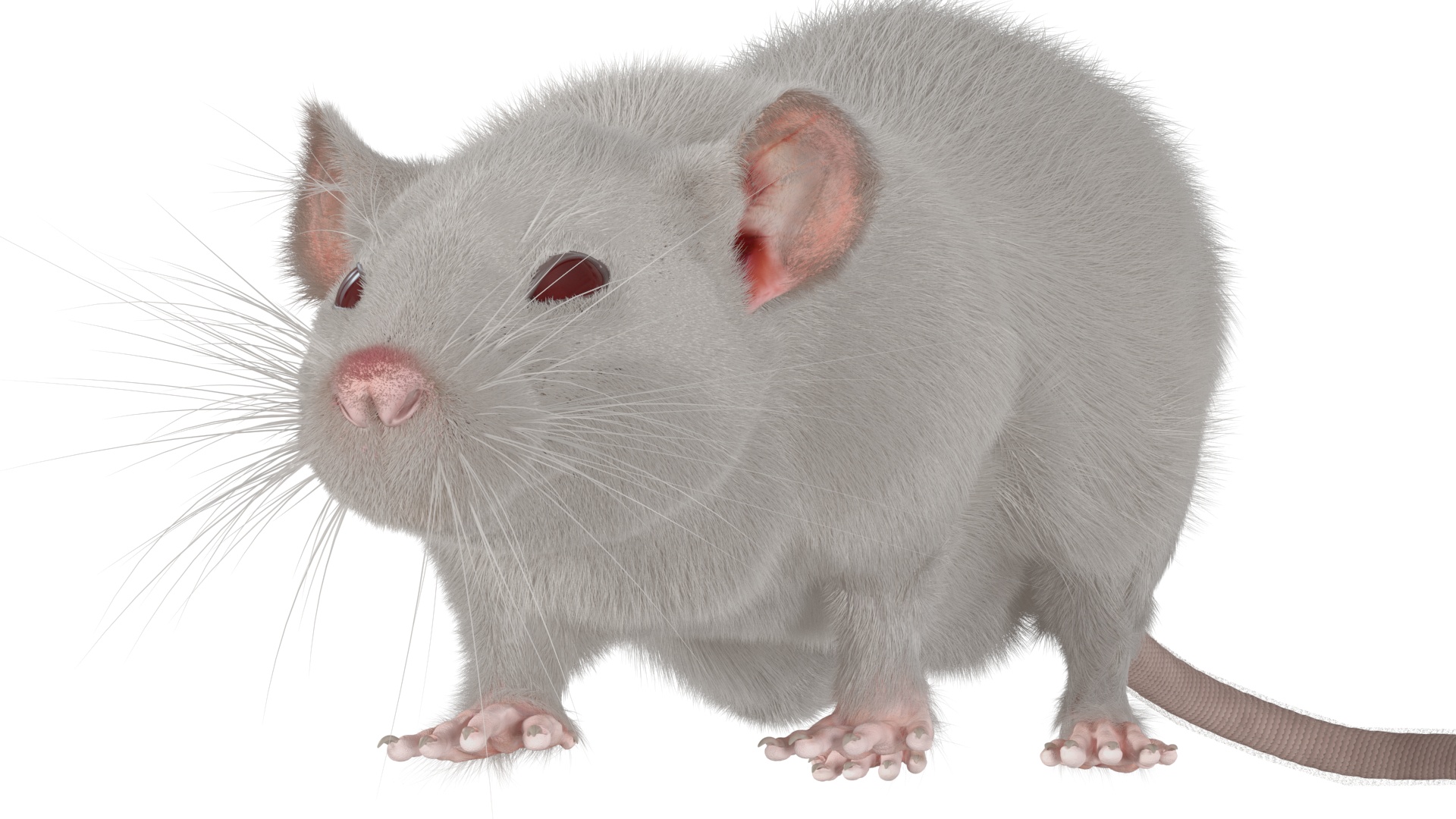 3D model Realistic White Rat with Fur Rigged