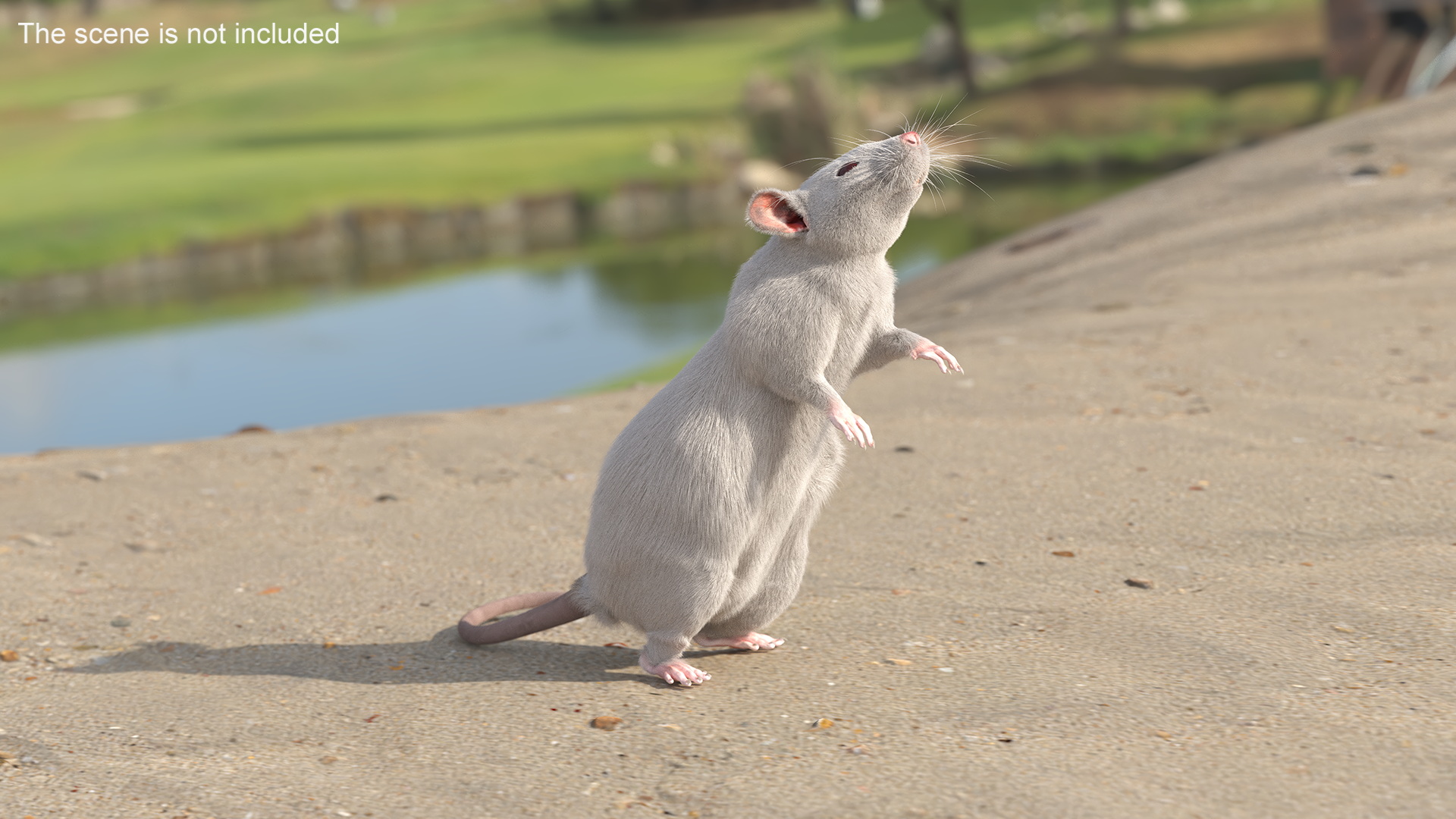 3D model Realistic White Rat with Fur Rigged